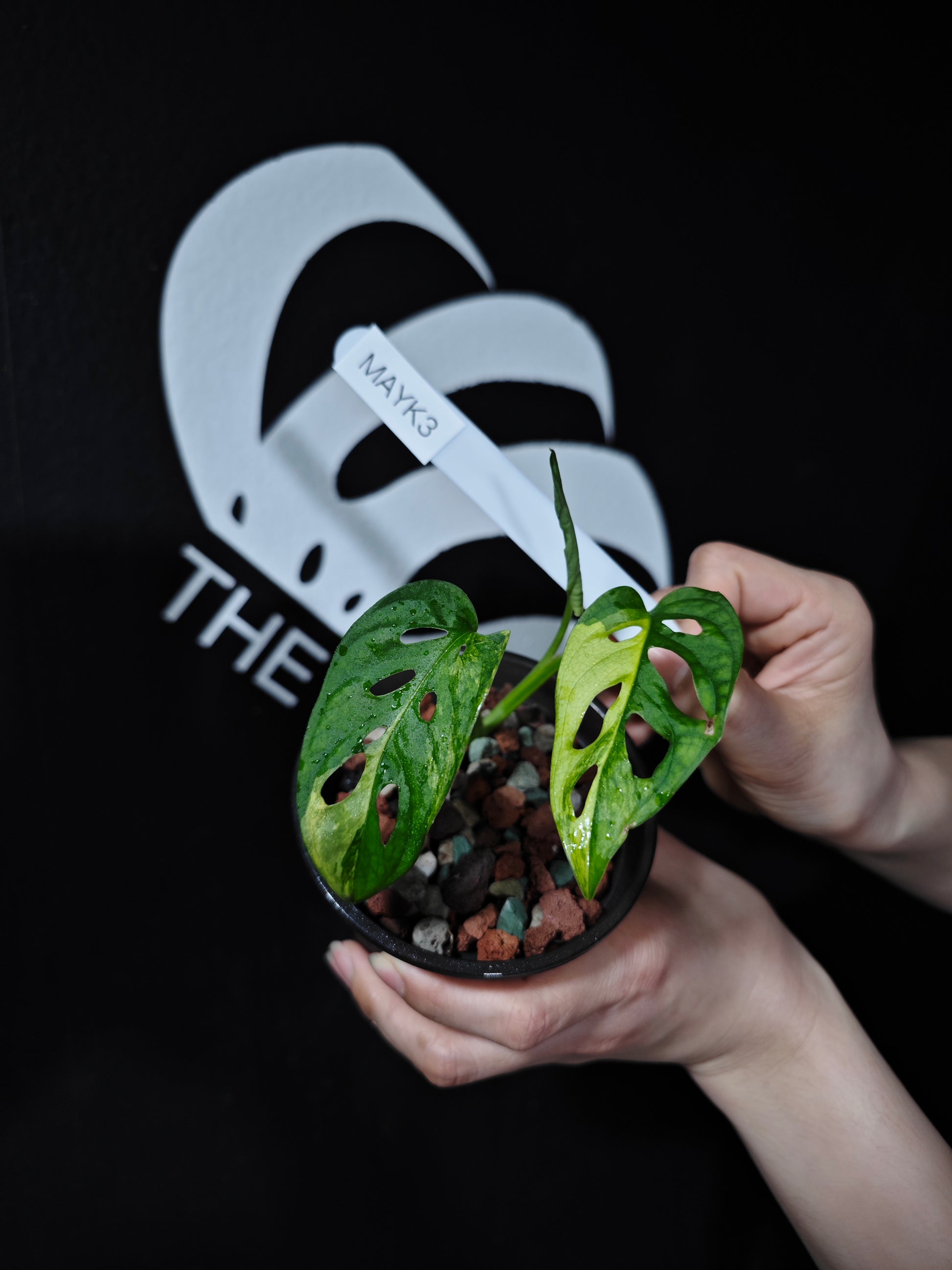 Monstera Adansonii Aurea - thebasements.com