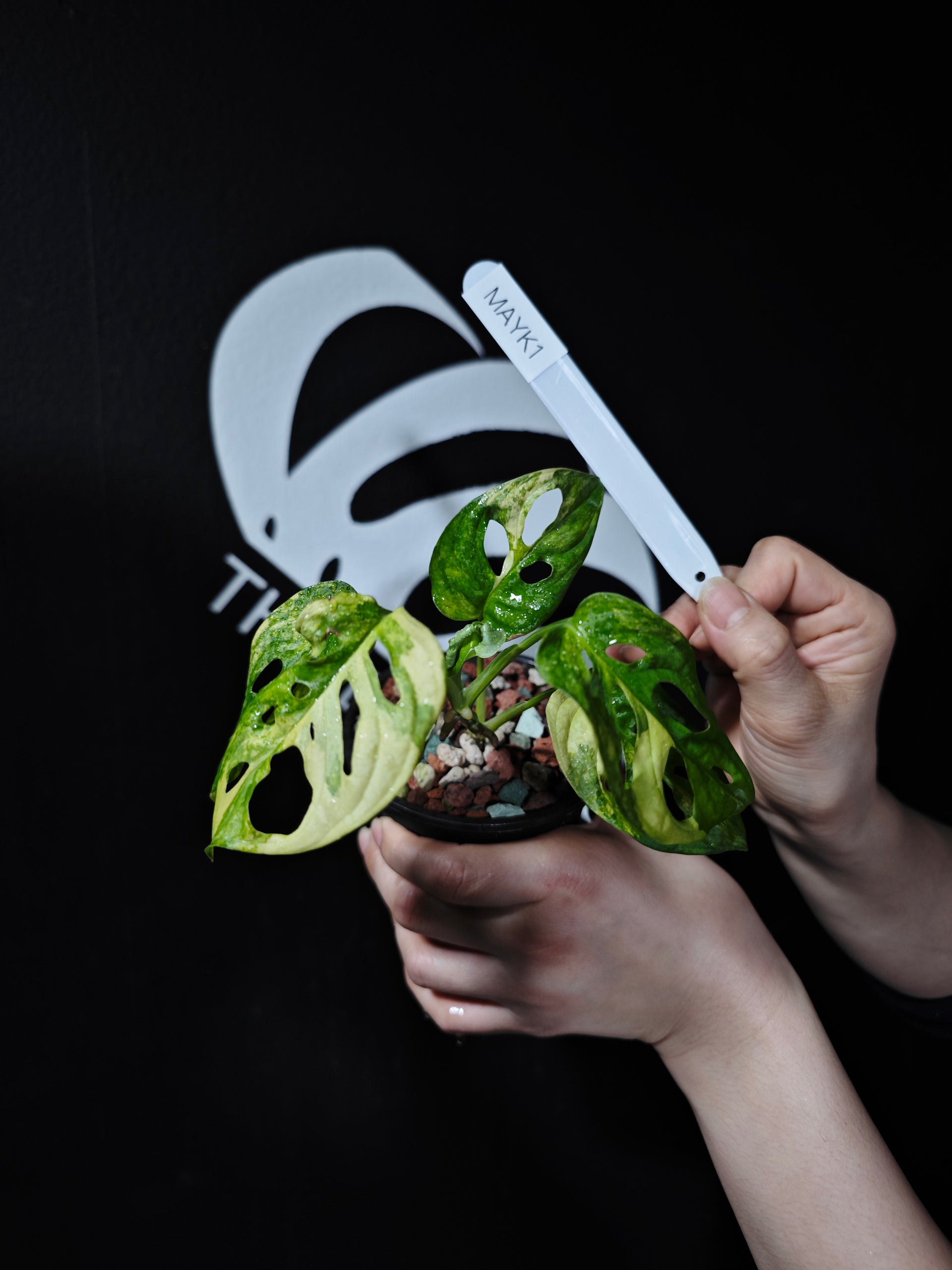 Monstera Adansonii Aurea