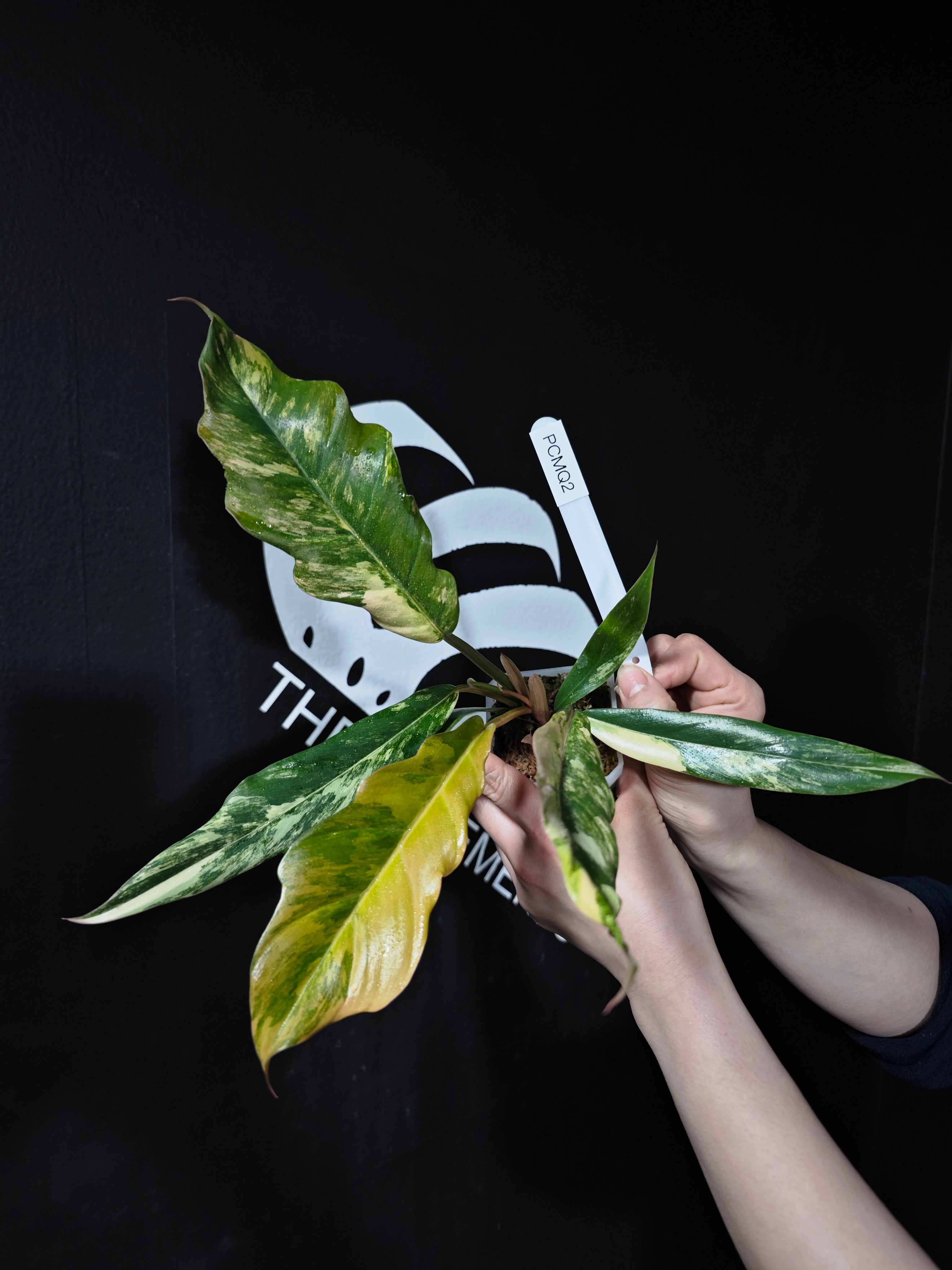 4” PP28 Philodendron Caramel Marble Variegated