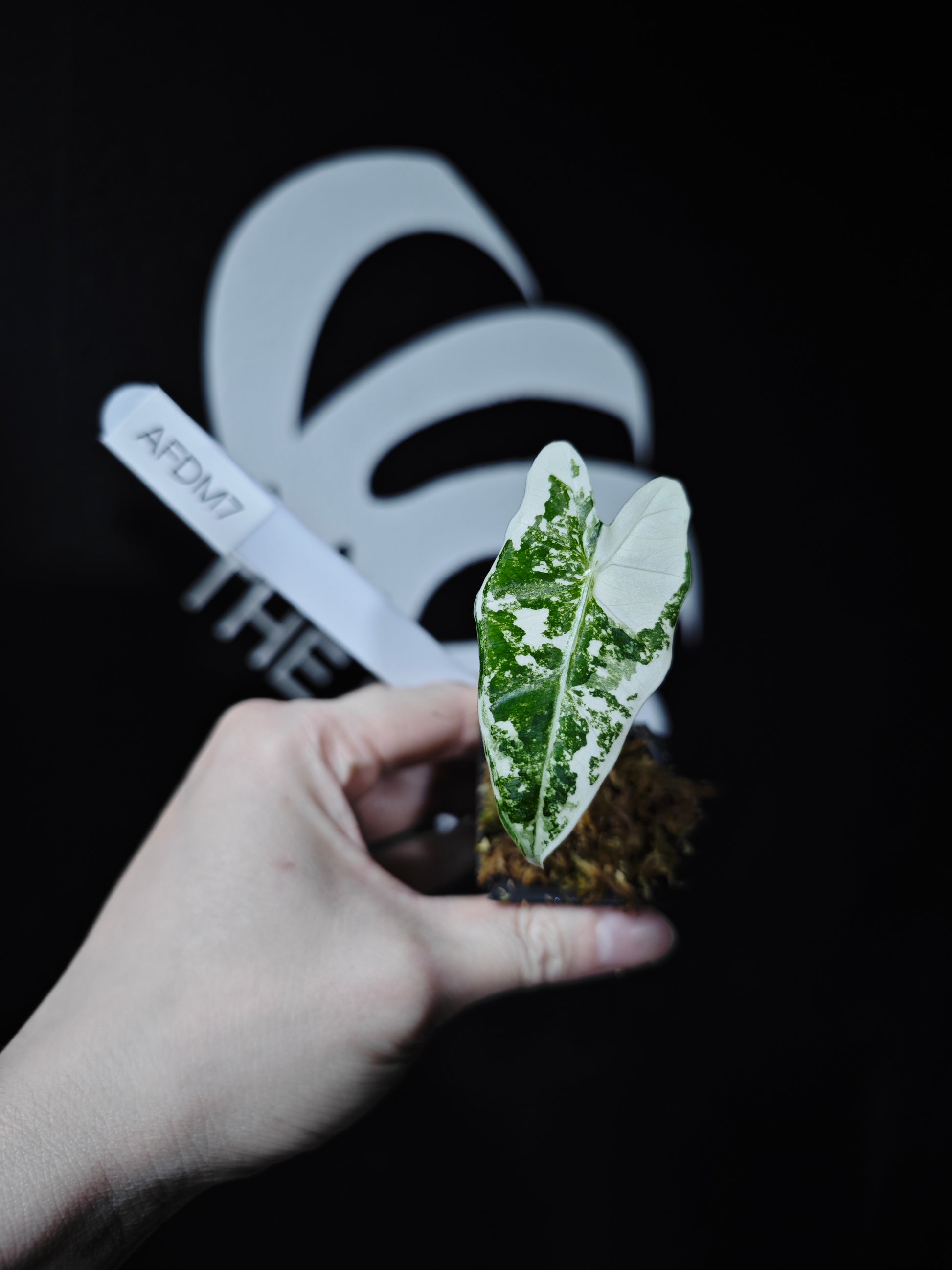 Alocasia Frydek Variegated - thebasements.com