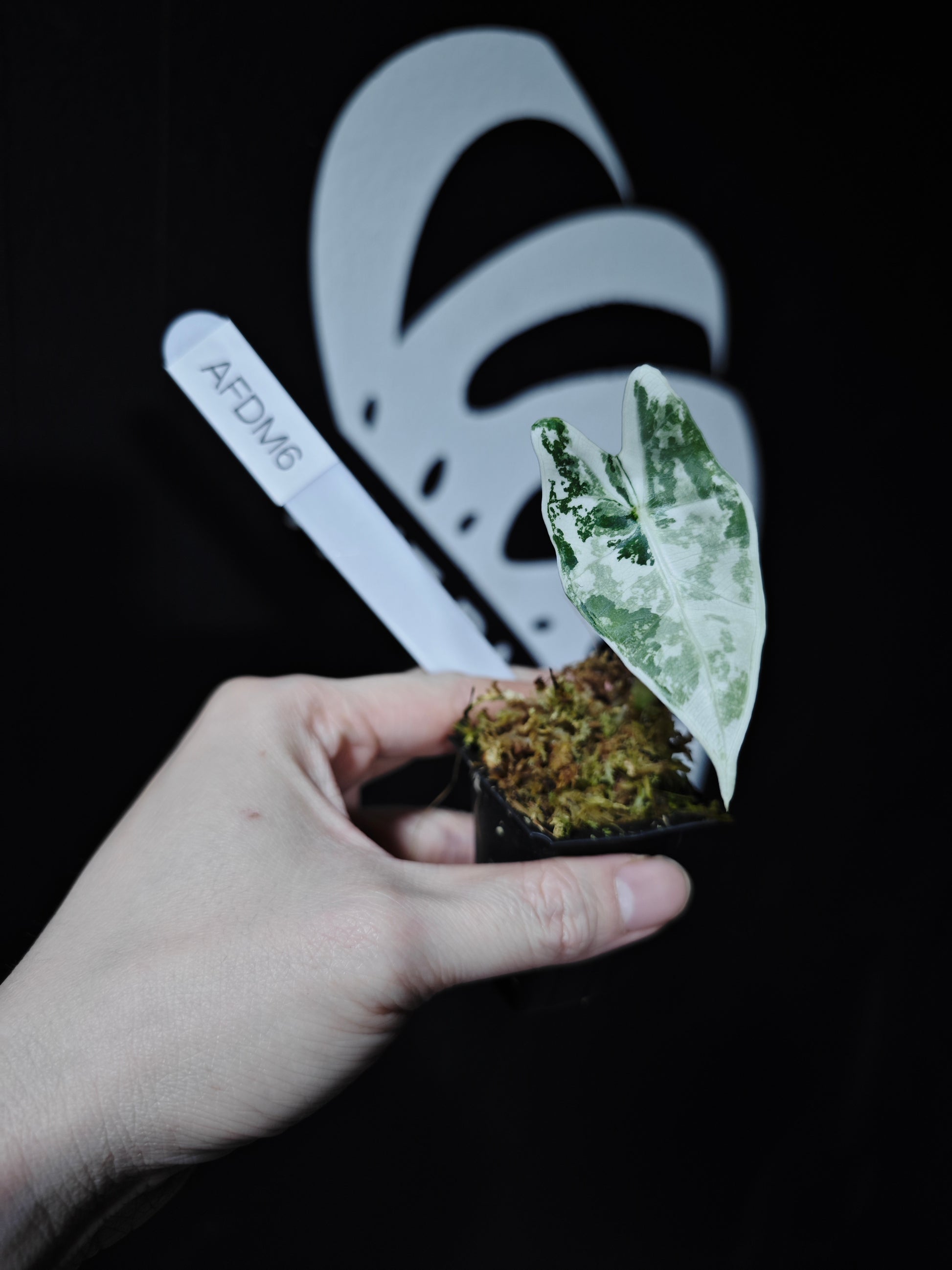 Alocasia Frydek Variegated - thebasements.com