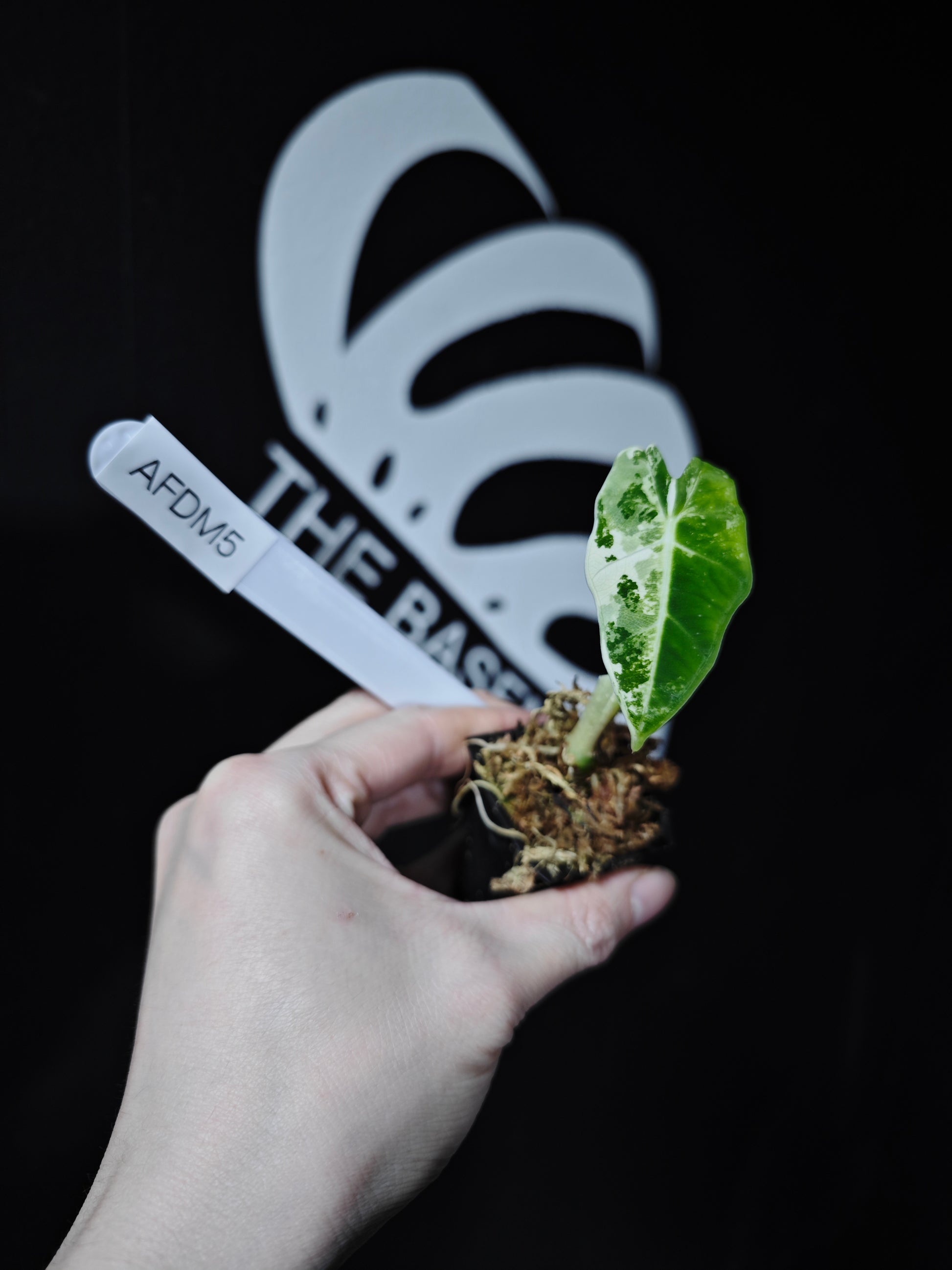 Alocasia Frydek Variegated - thebasements.com