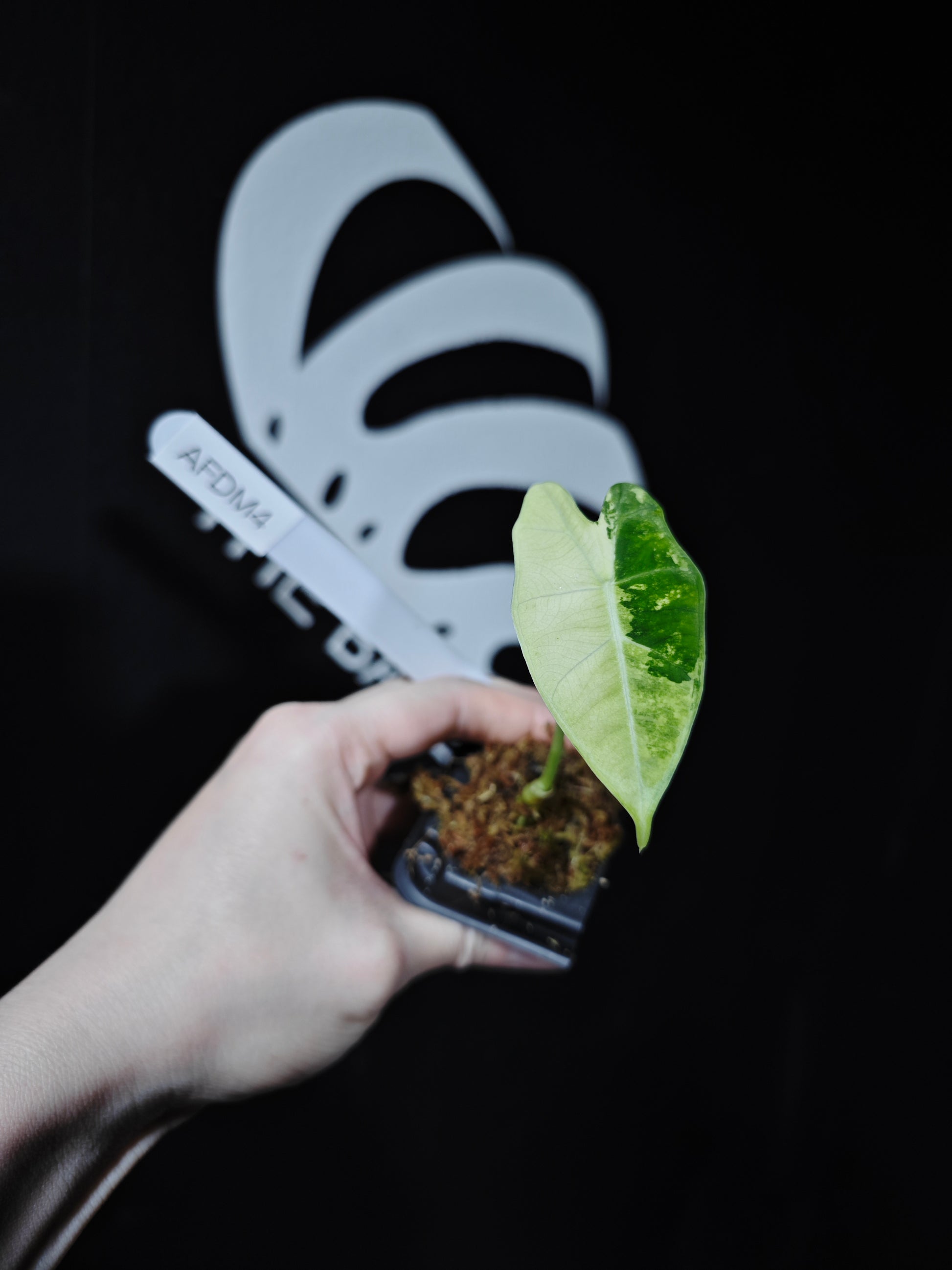 Alocasia Frydek Variegated - thebasements.com
