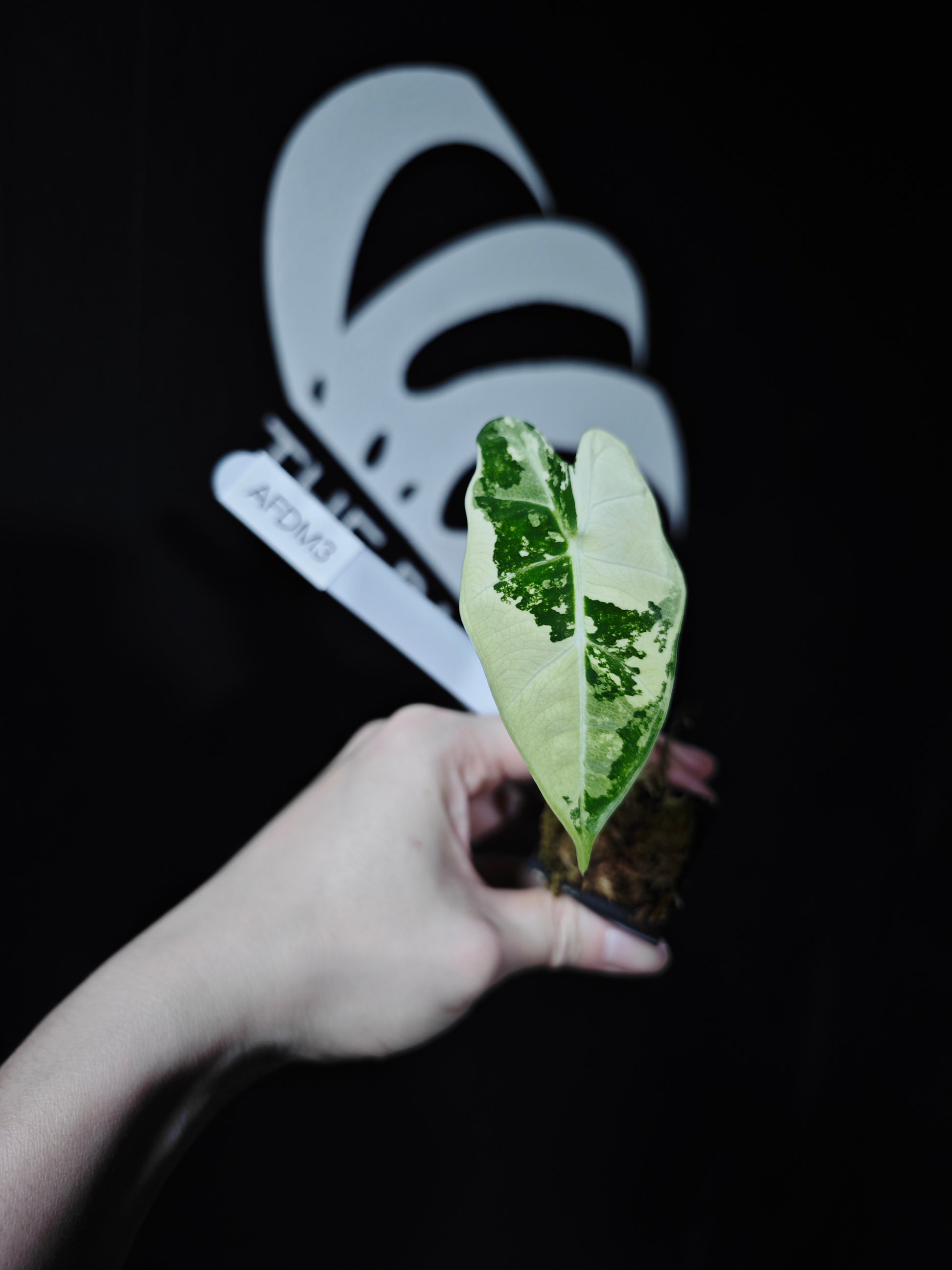 Alocasia Frydek Variegated - thebasements.com