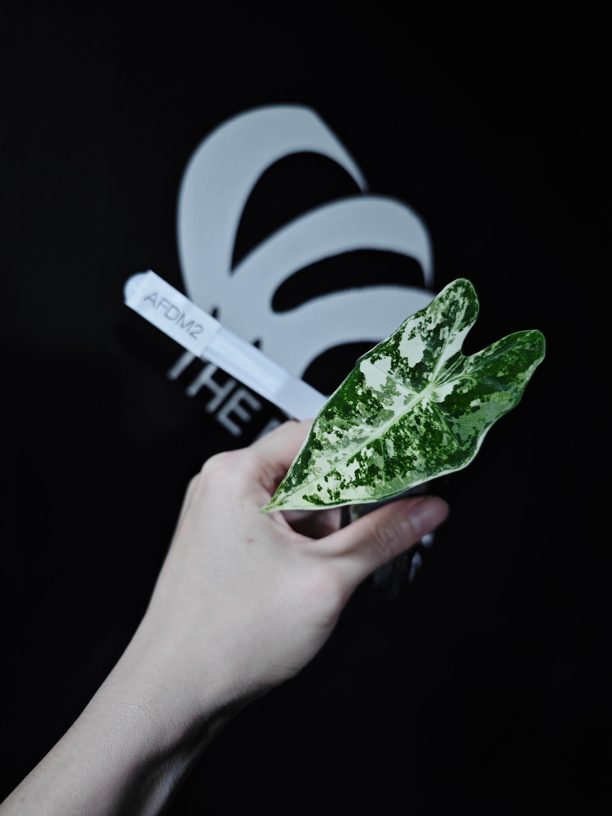 Alocasia Frydek Variegated - thebasements.com