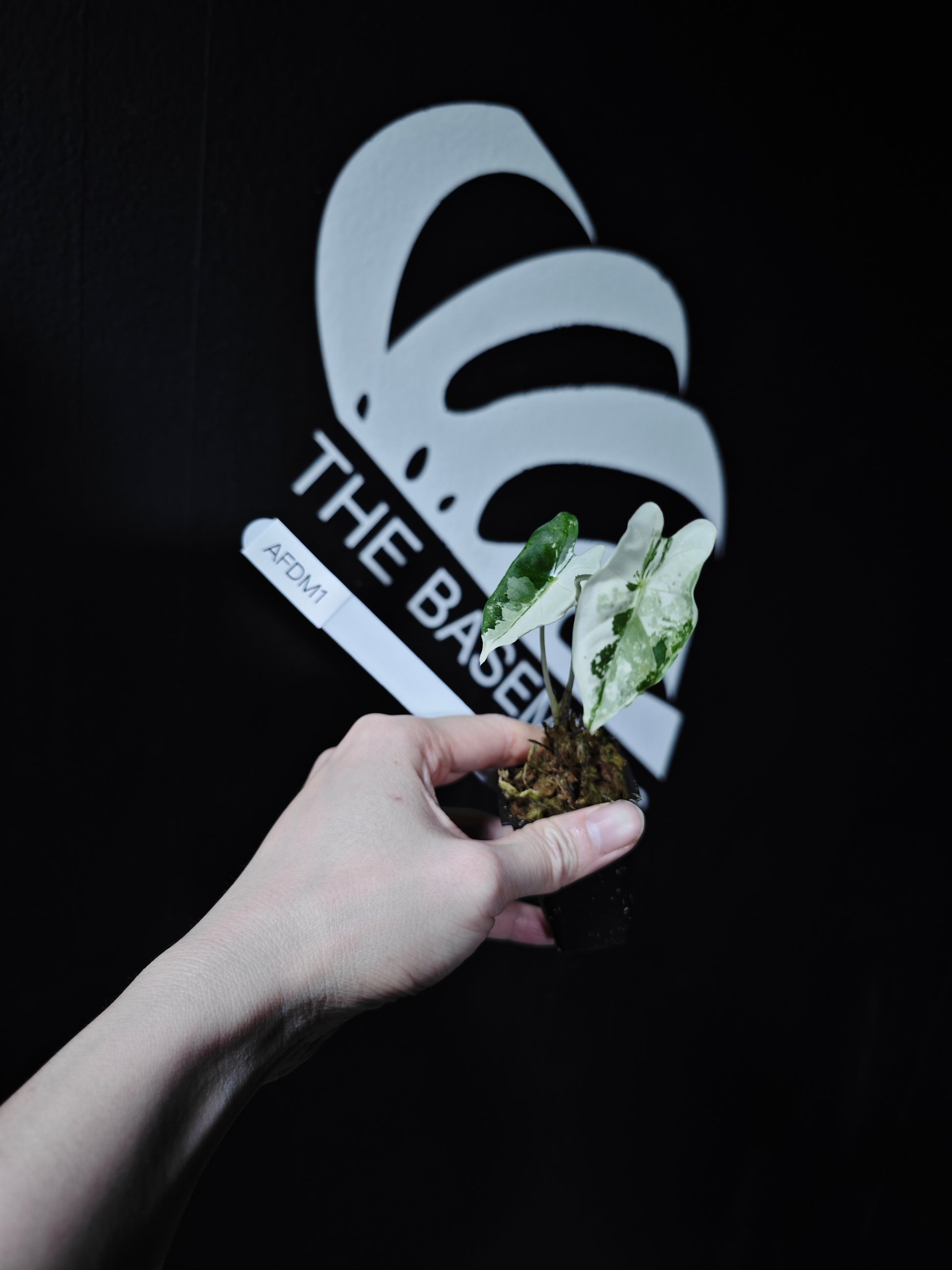 Alocasia Frydek Variegated - thebasements.com