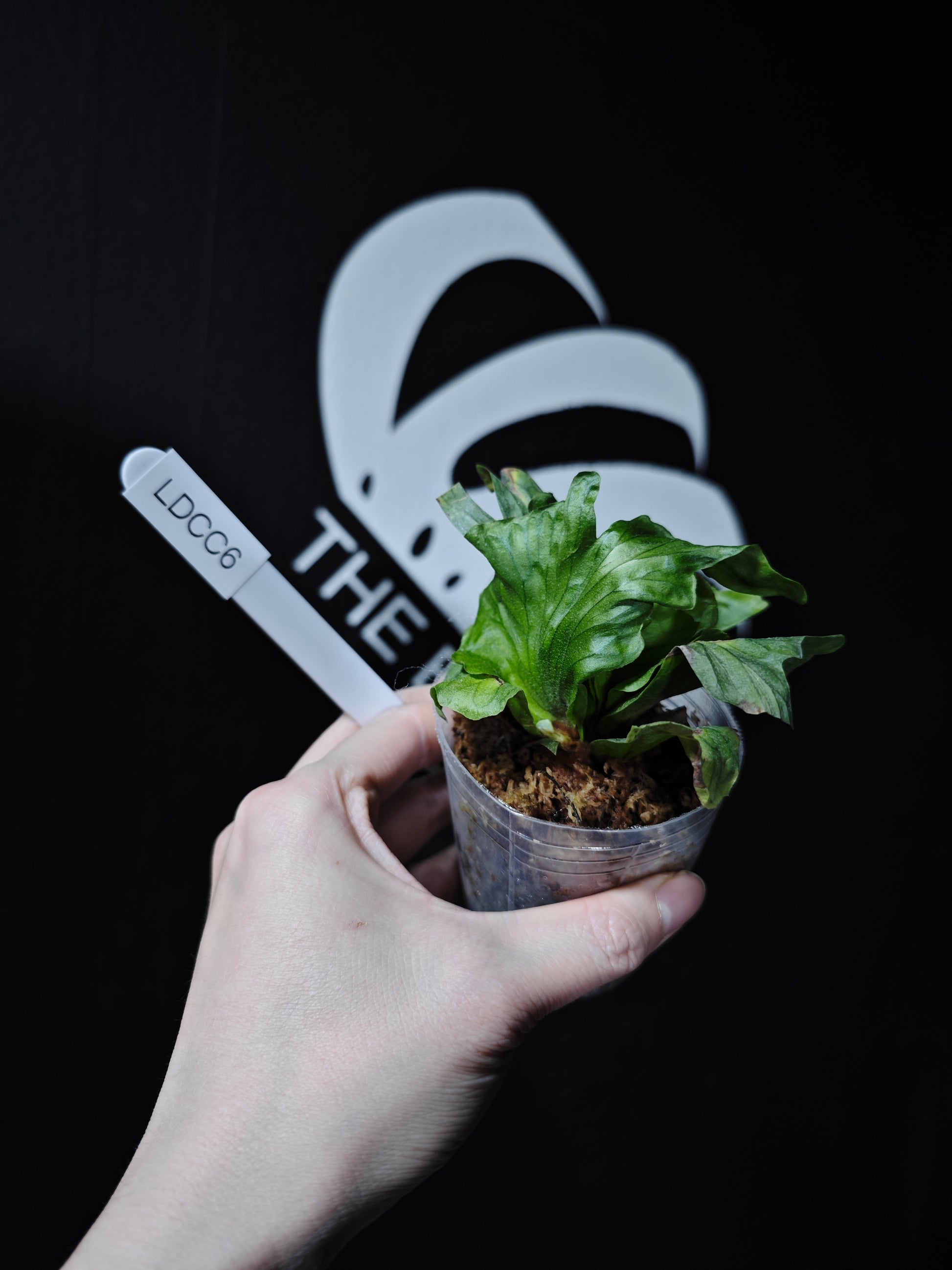 Platycerium Wandae Dwarf - thebasements.com