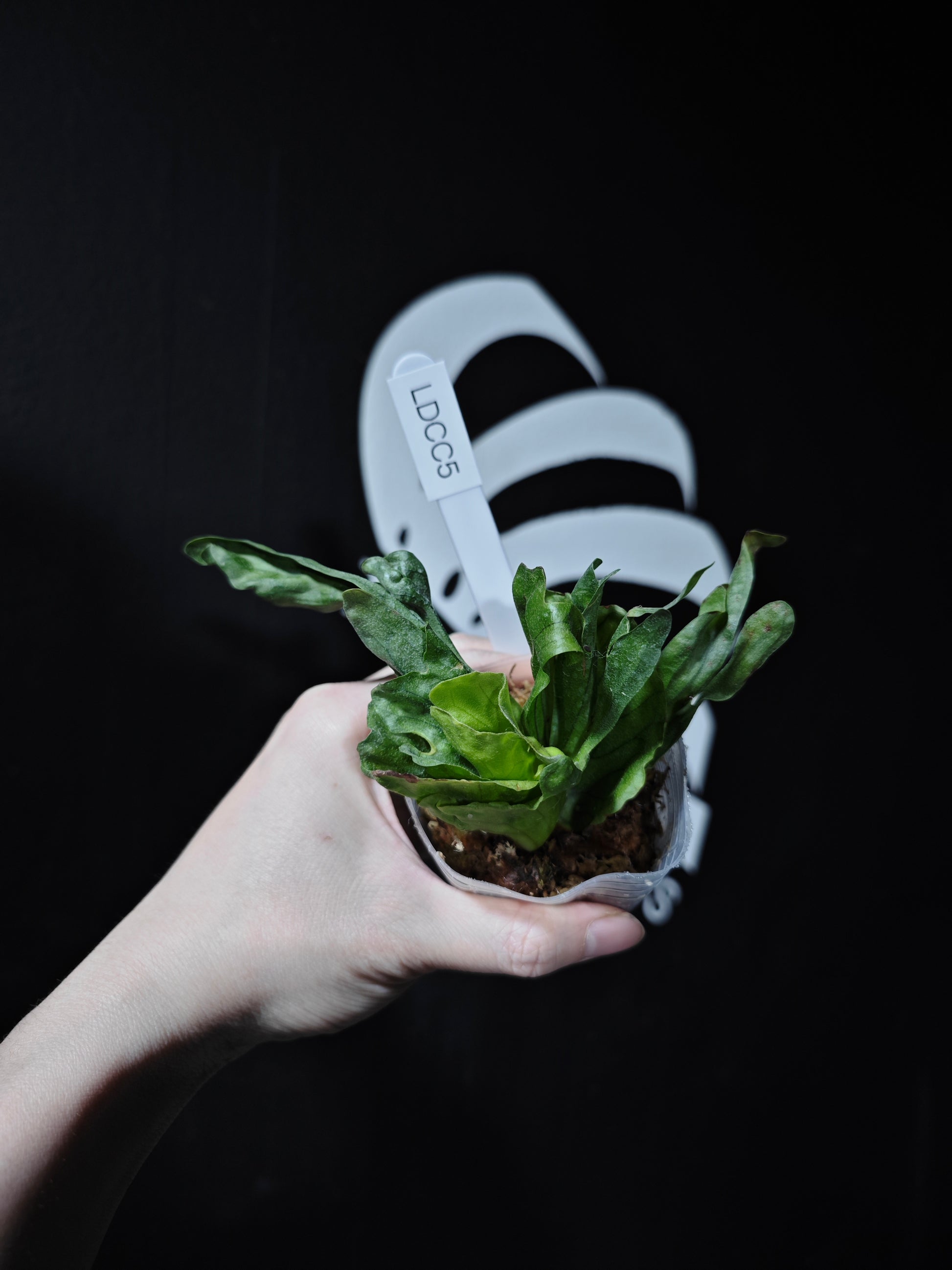 Platycerium Wandae Dwarf - thebasements.com