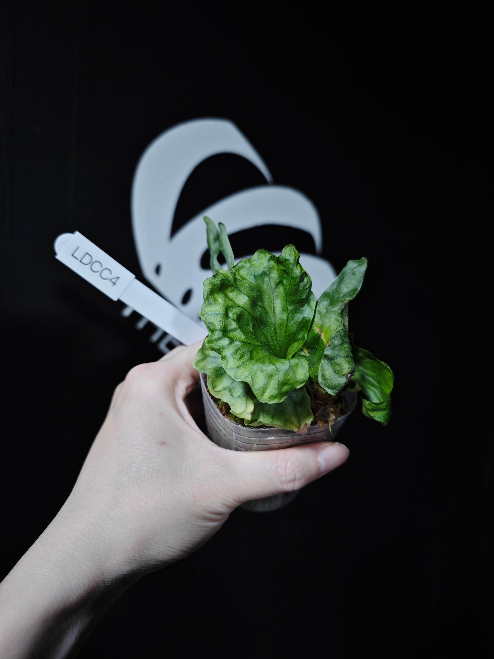 Platycerium Wandae Dwarf - thebasements.com