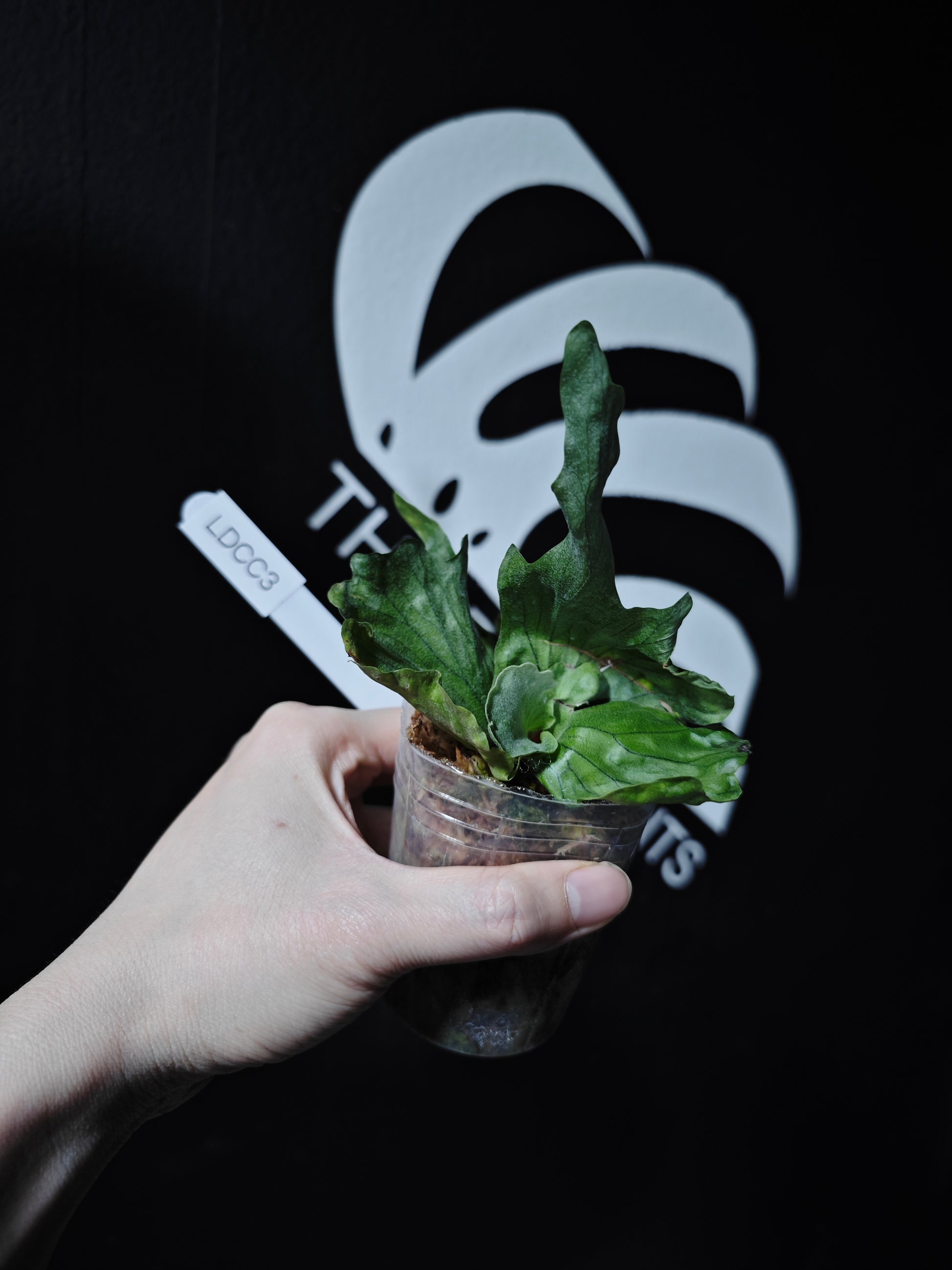 Platycerium Wandae Dwarf - thebasements.com