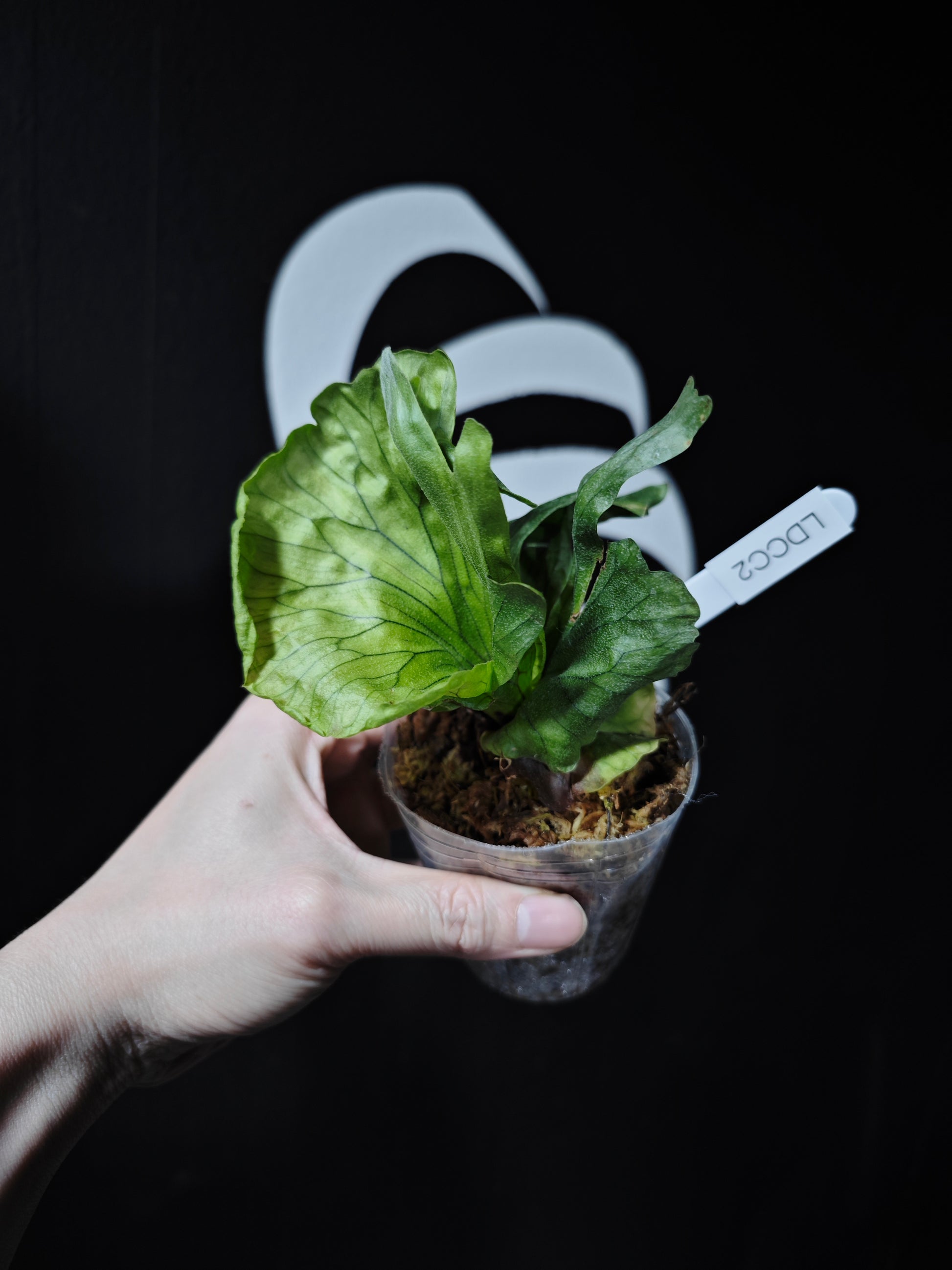 Platycerium Wandae Dwarf - thebasements.com