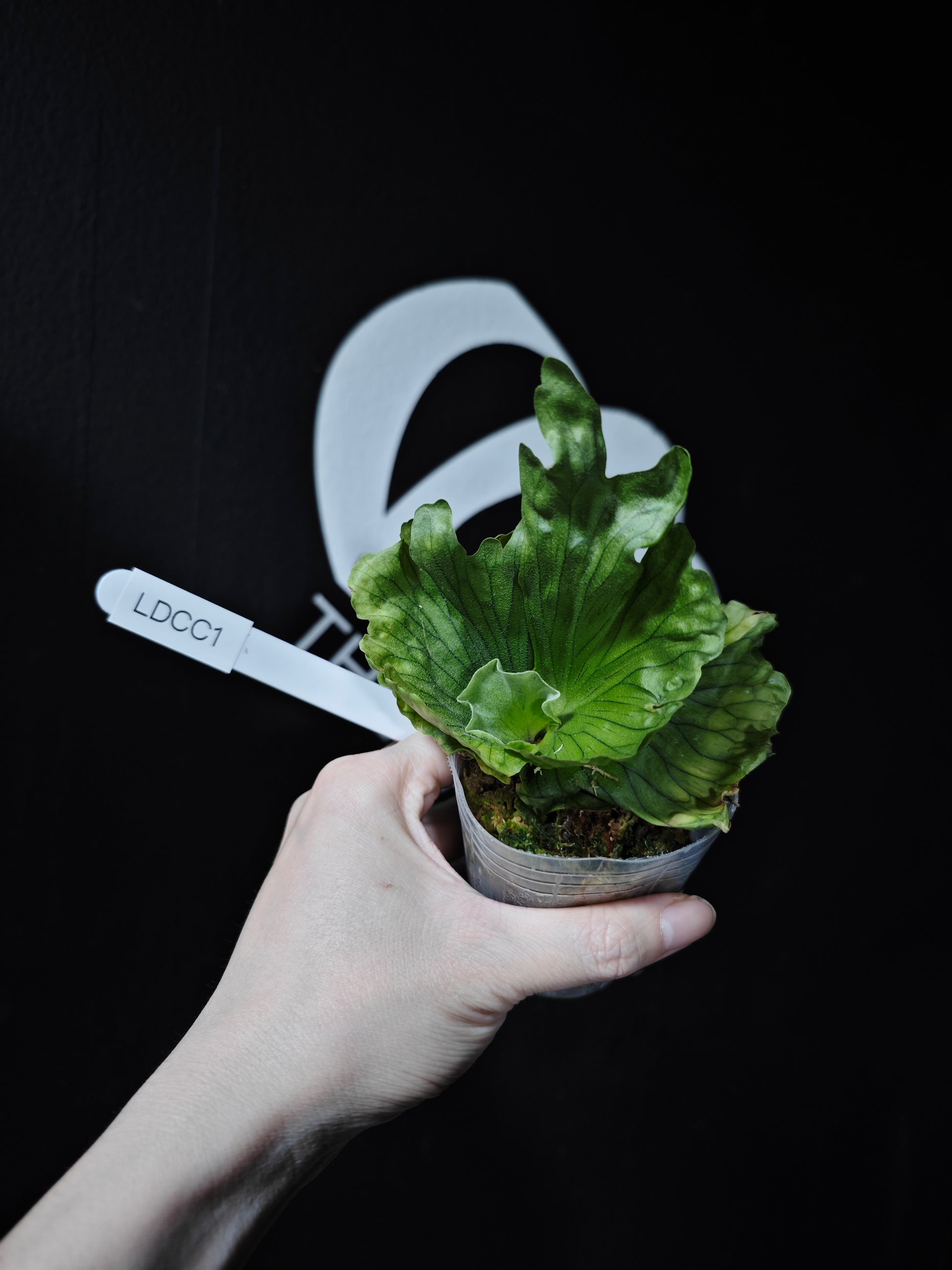 Platycerium Wandae Dwarf - thebasements.com