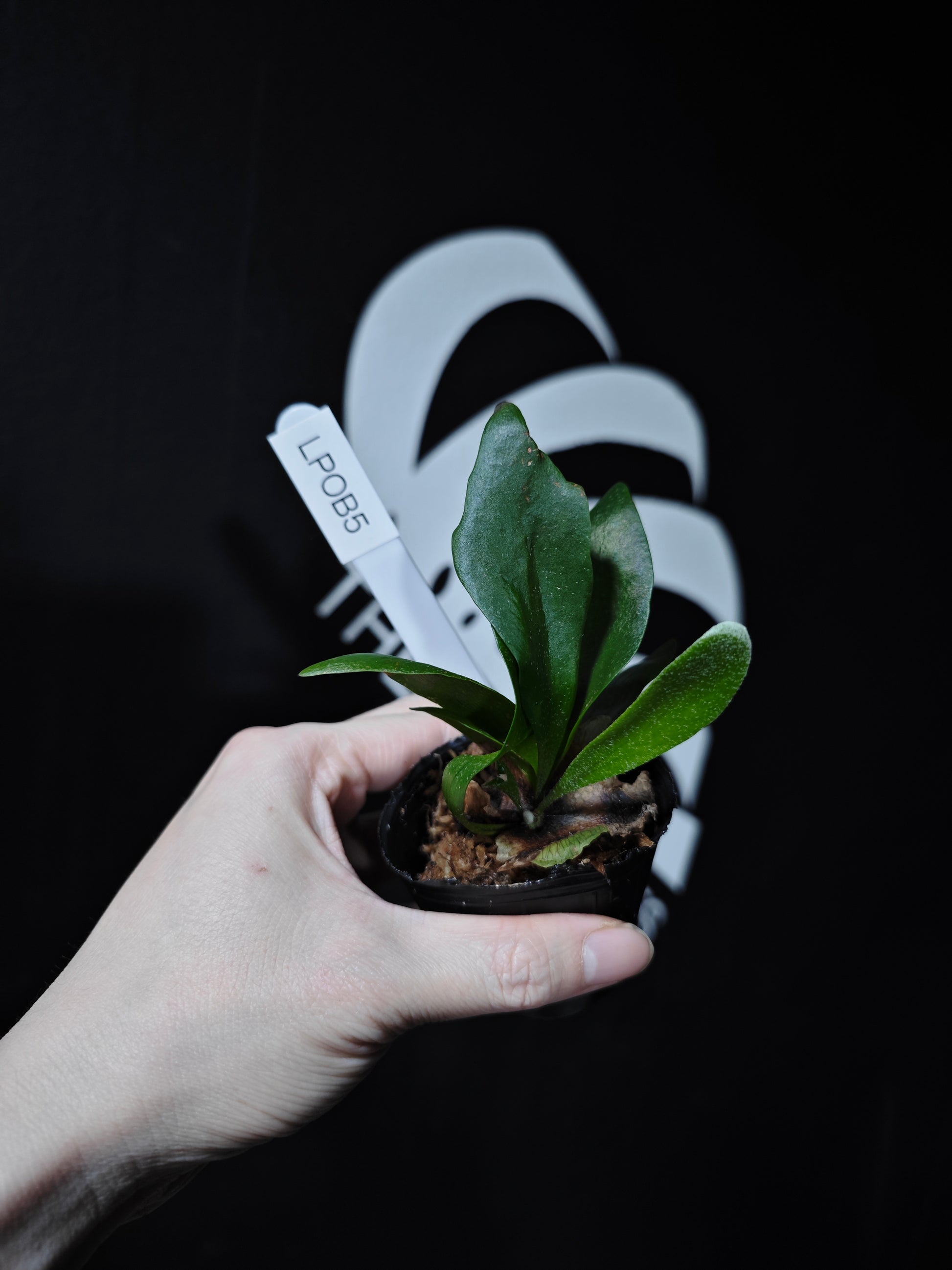 Platycerium Bifurcatum Popcorn - thebasements.com