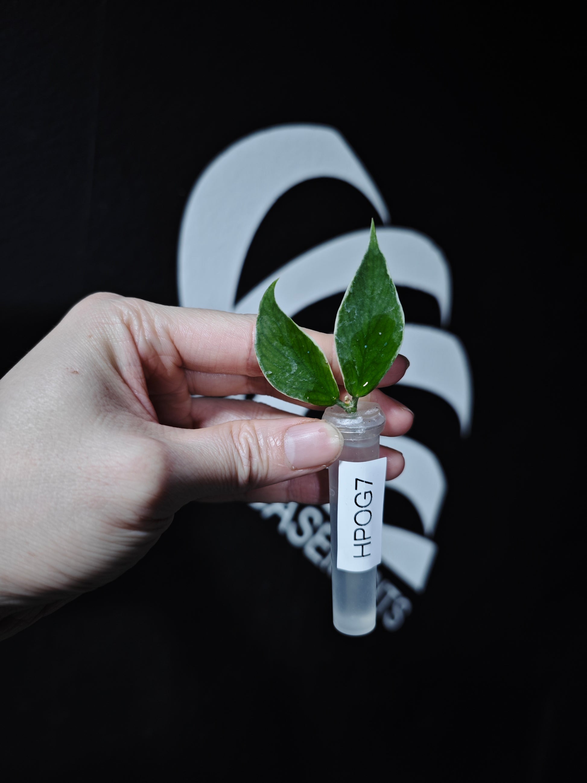 Hoya Polyneura Albo (Outter Variegated) - thebasements.com