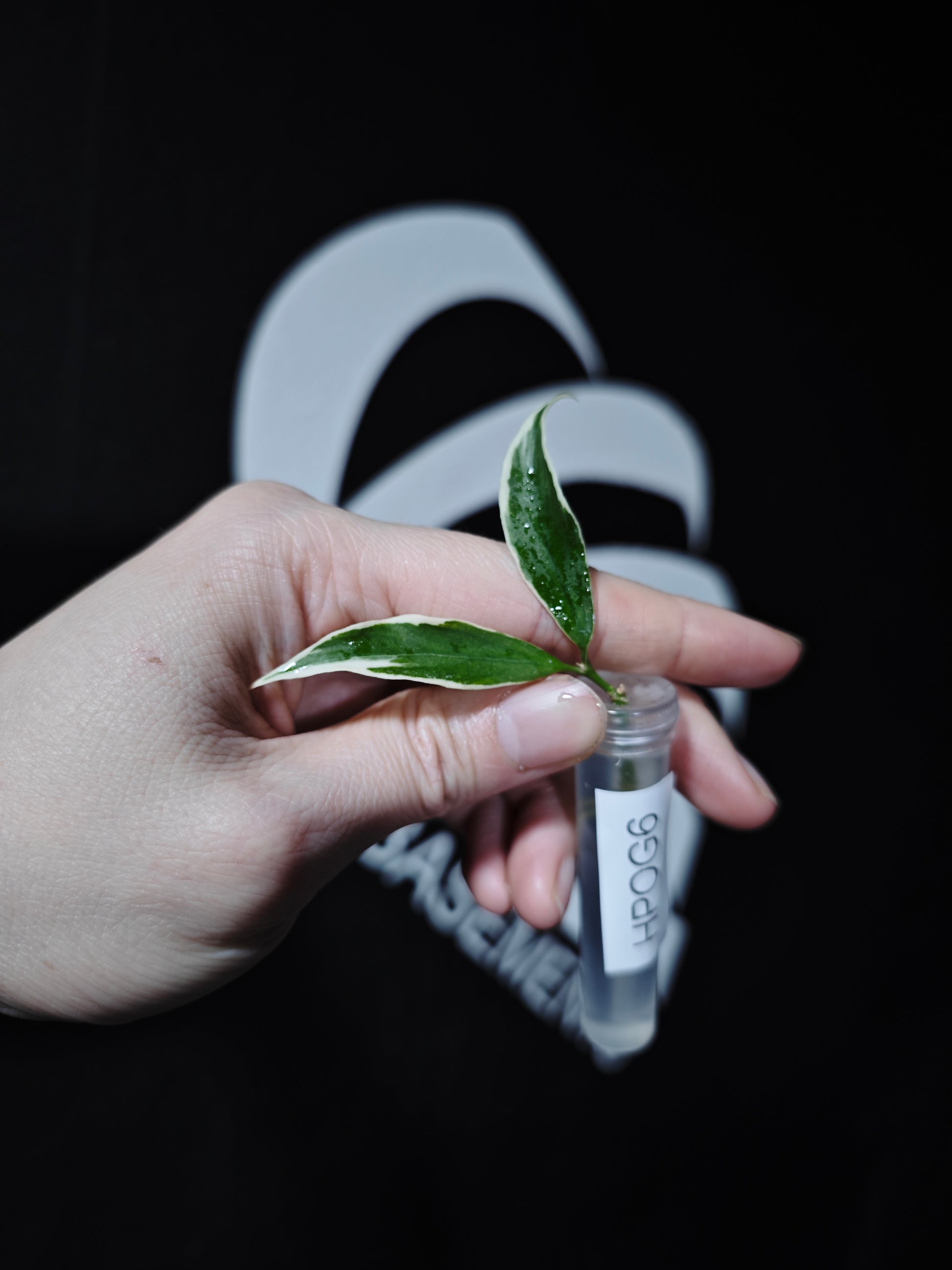 Hoya Polyneura Albo (Outter Variegated) - thebasements.com