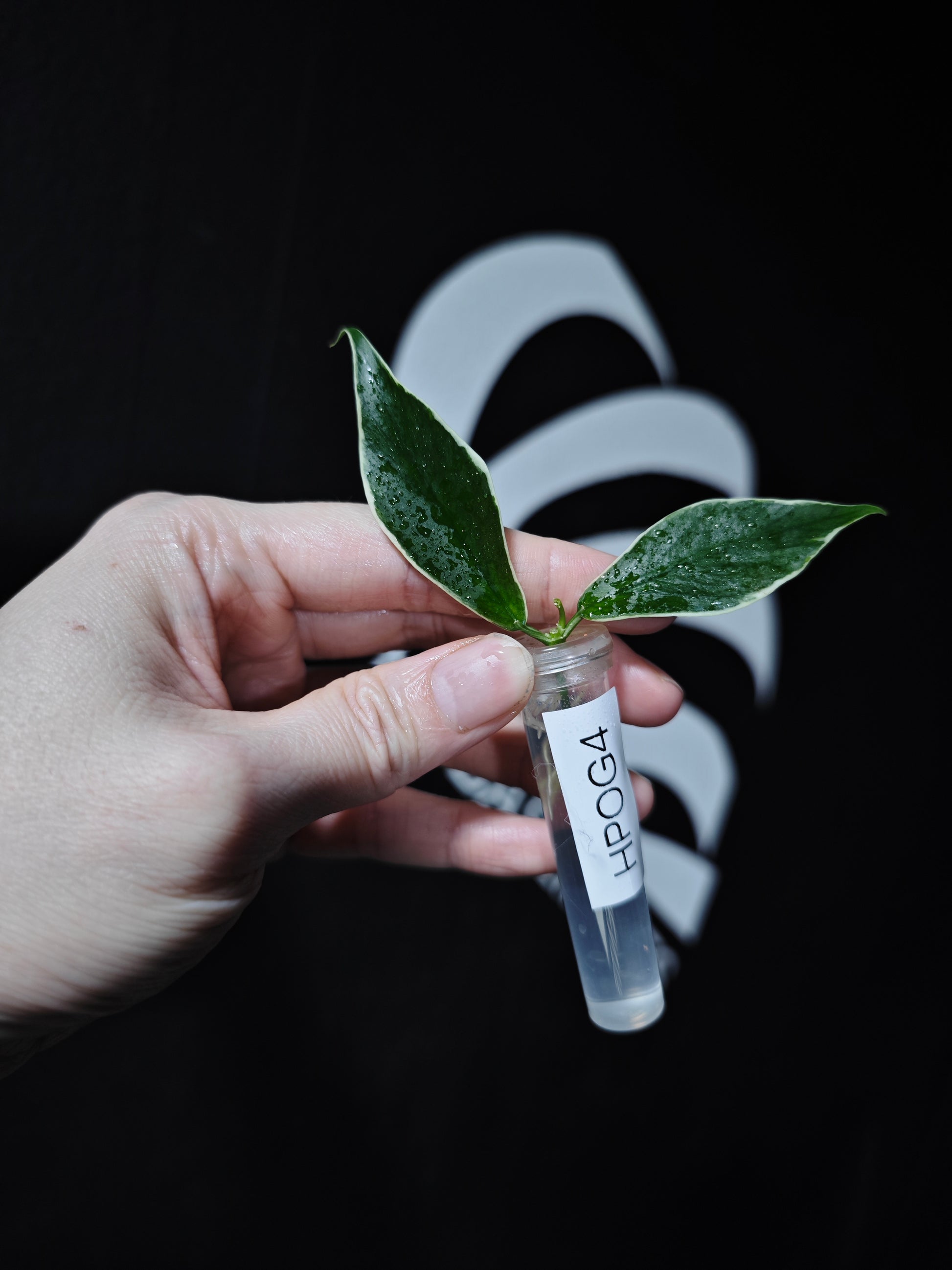 Hoya Polyneura Albo (Outter Variegated) - thebasements.com