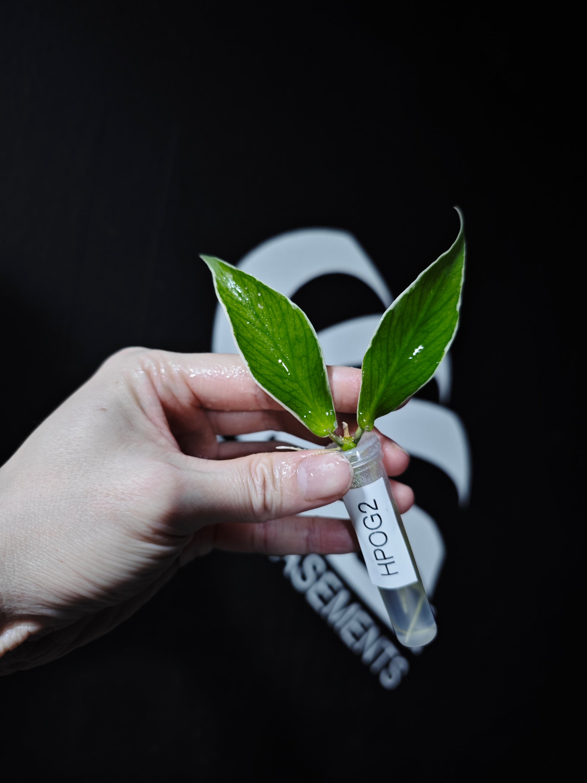 Hoya Polyneura Albo (Outter Variegated) - thebasements.com