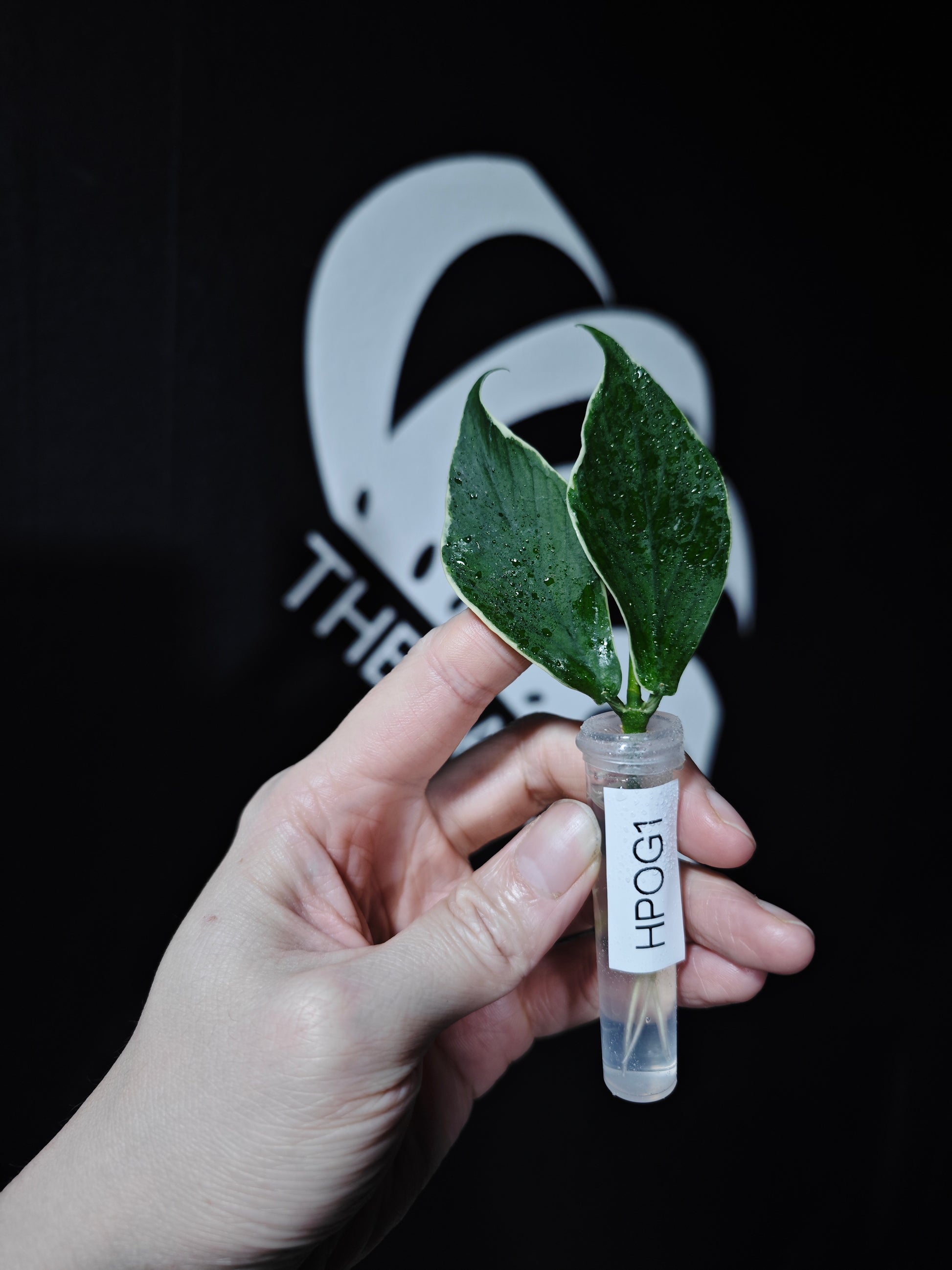 Hoya Polyneura Albo (Outter Variegated) - thebasements.com