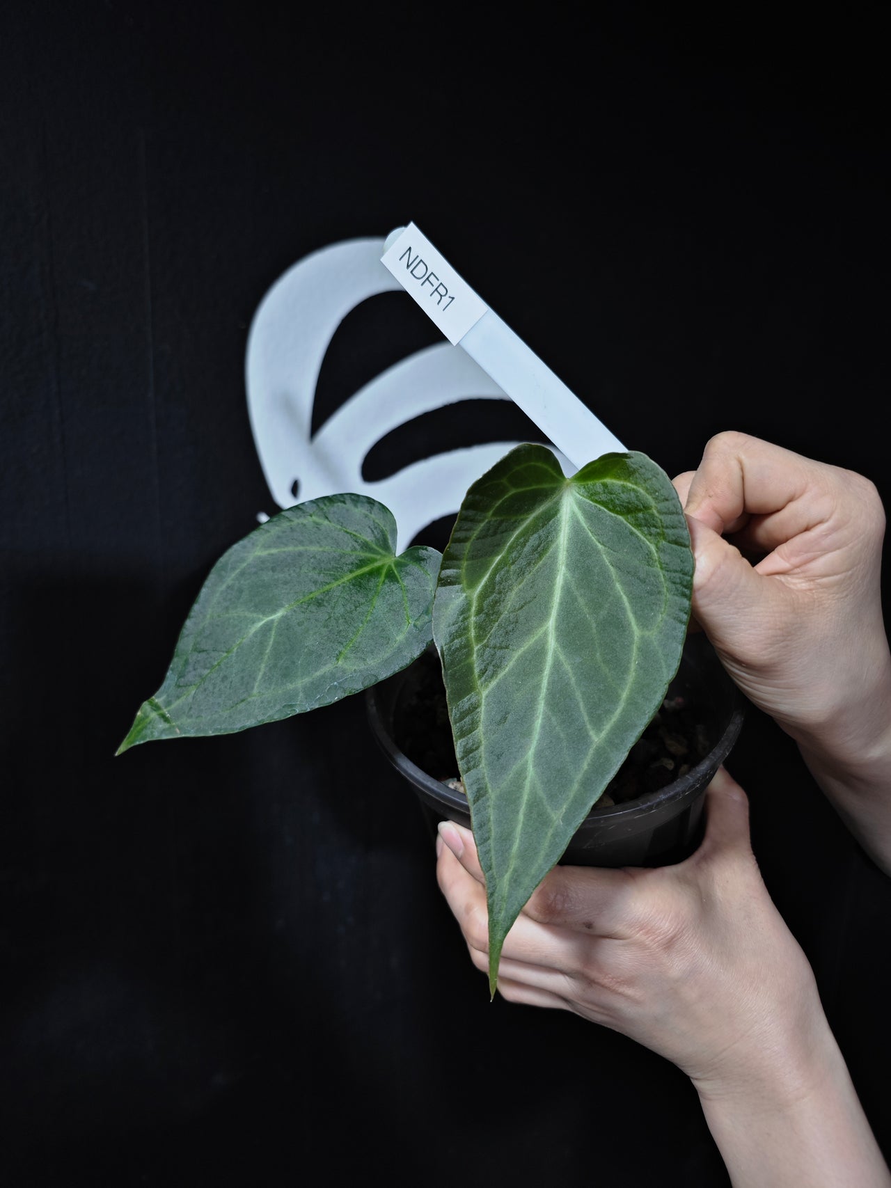 Anthurium Delta Force