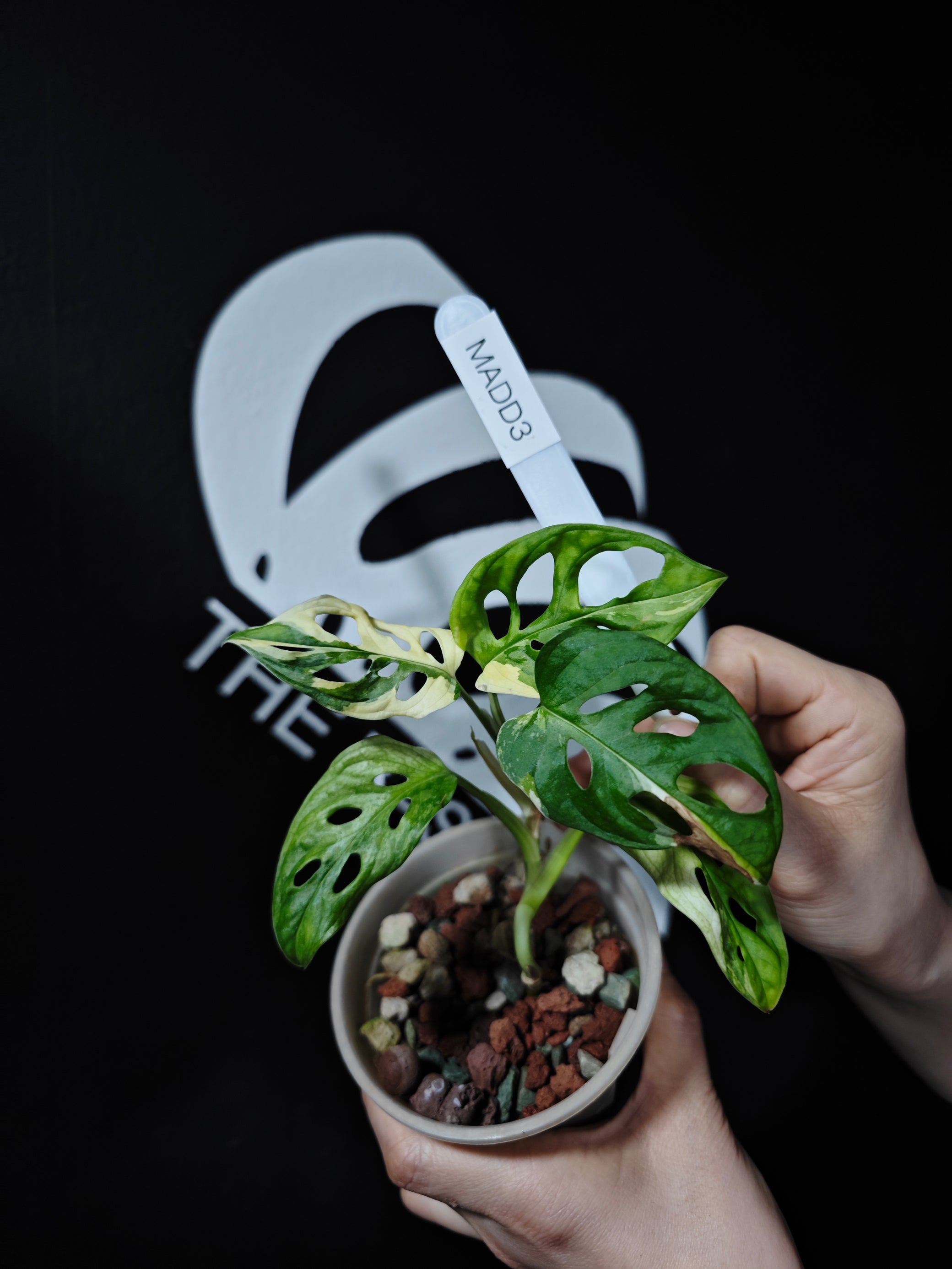 monstera adansonii white Monstera Adansonii Albo