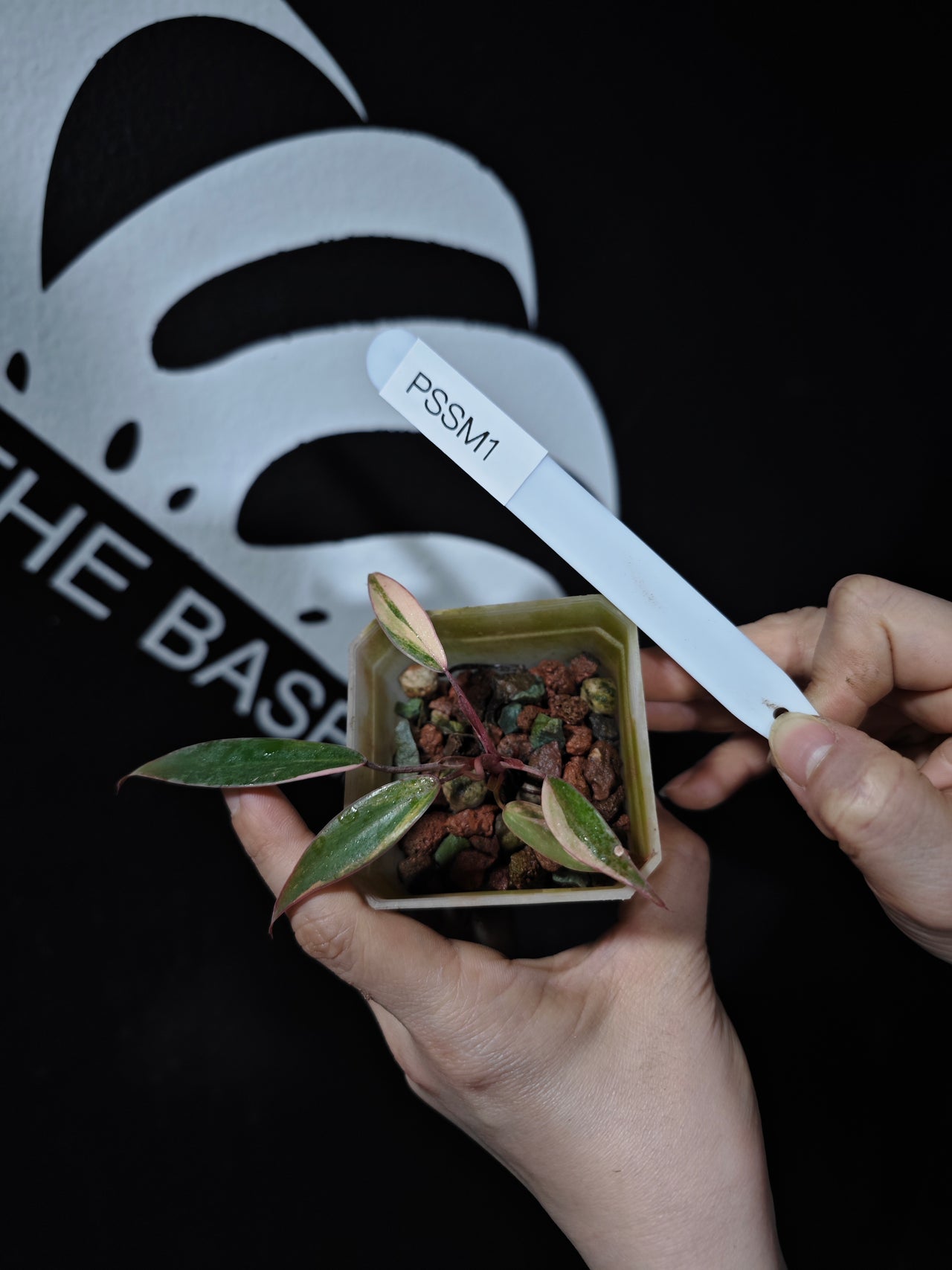 Philodendron Strawberry Shake - thebasements.us