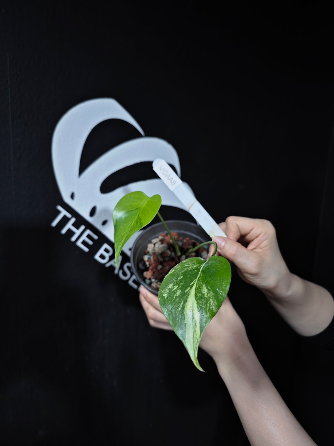 Monstera Deliciosa Aurea (Large Form) - thebasements.com