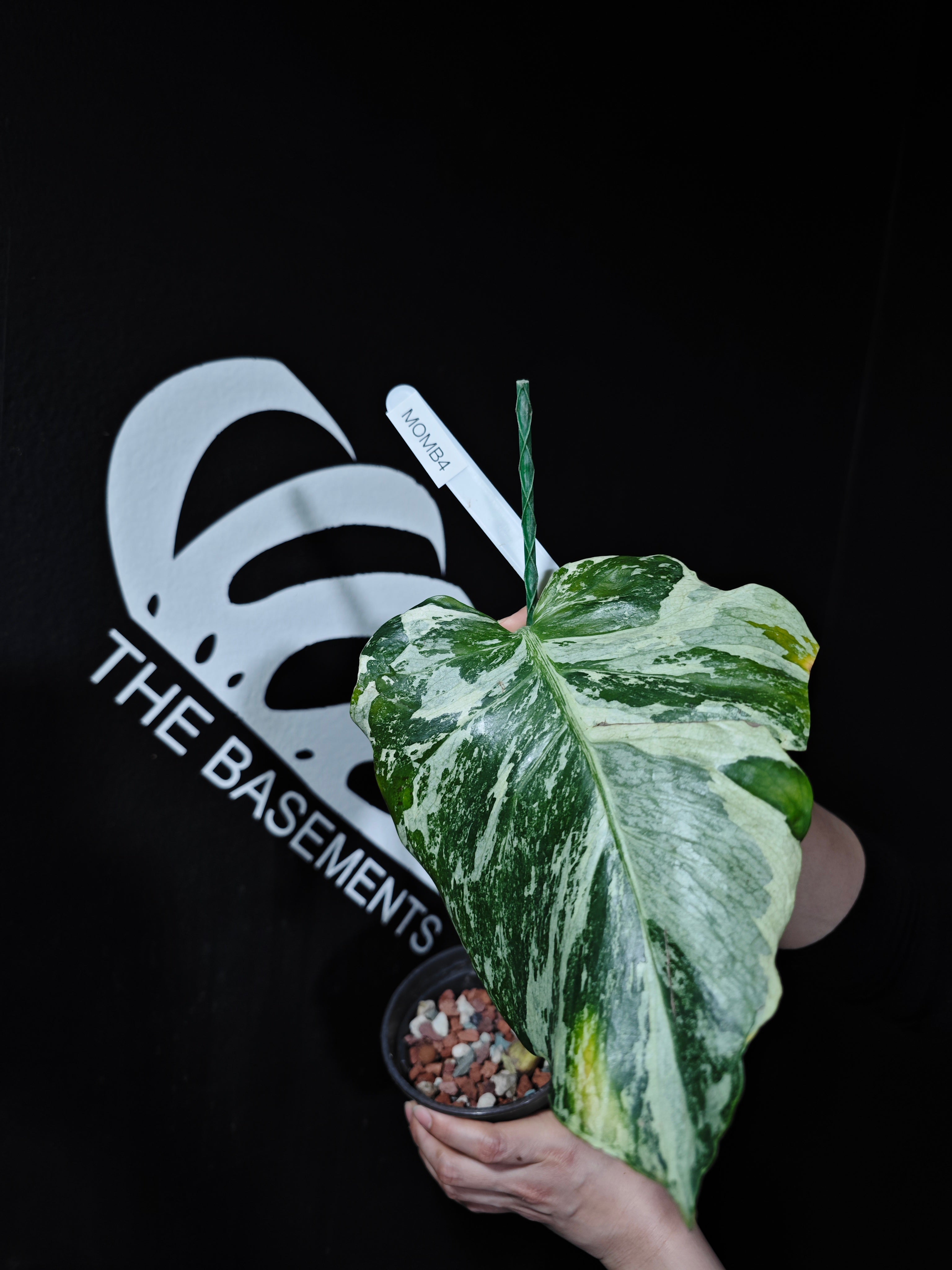 Monstera Deliciosa Ocean Mint - thebasements.com