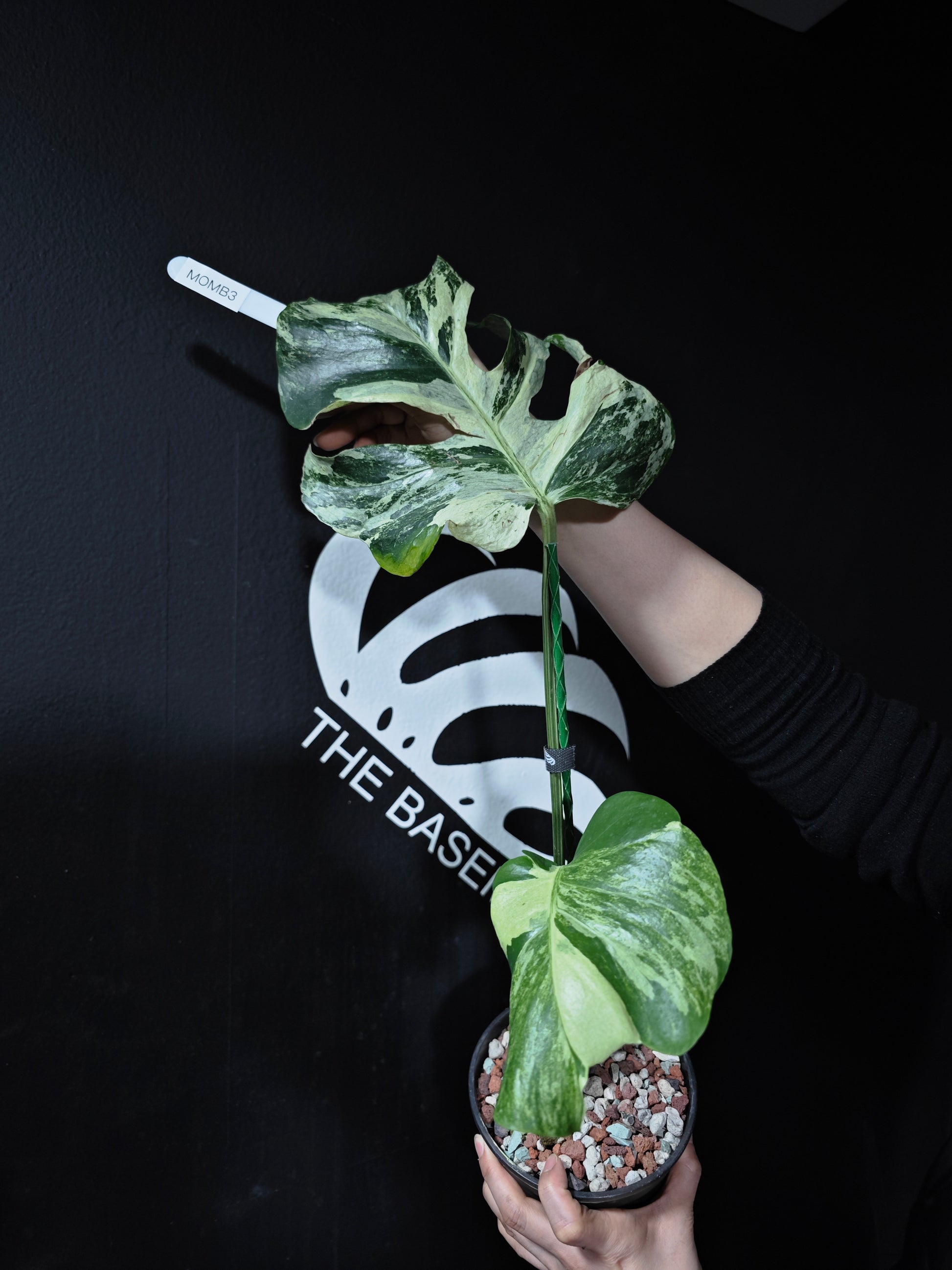 Monstera Deliciosa Ocean Mint - thebasements.com