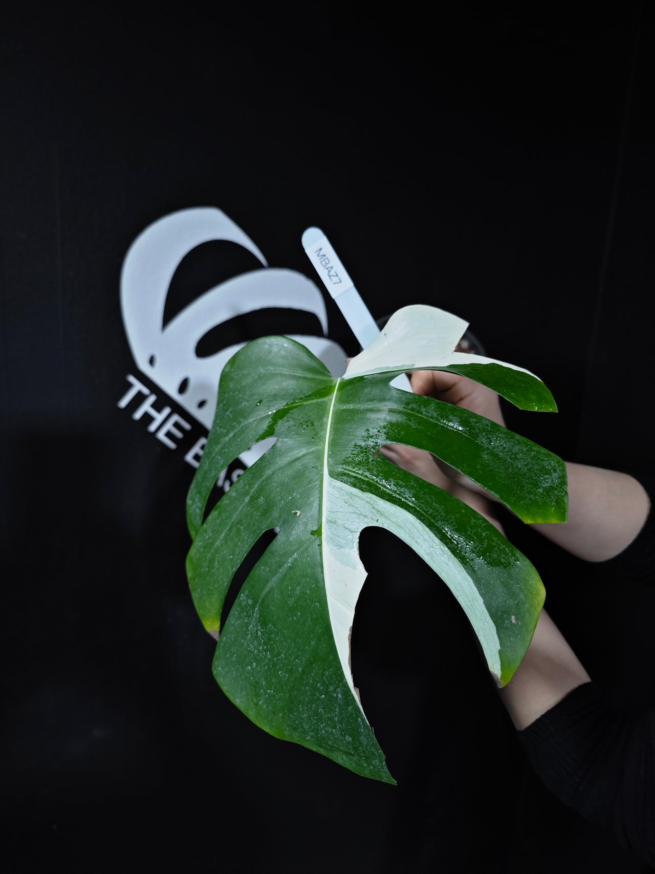 Monstera Borsigiana Albo