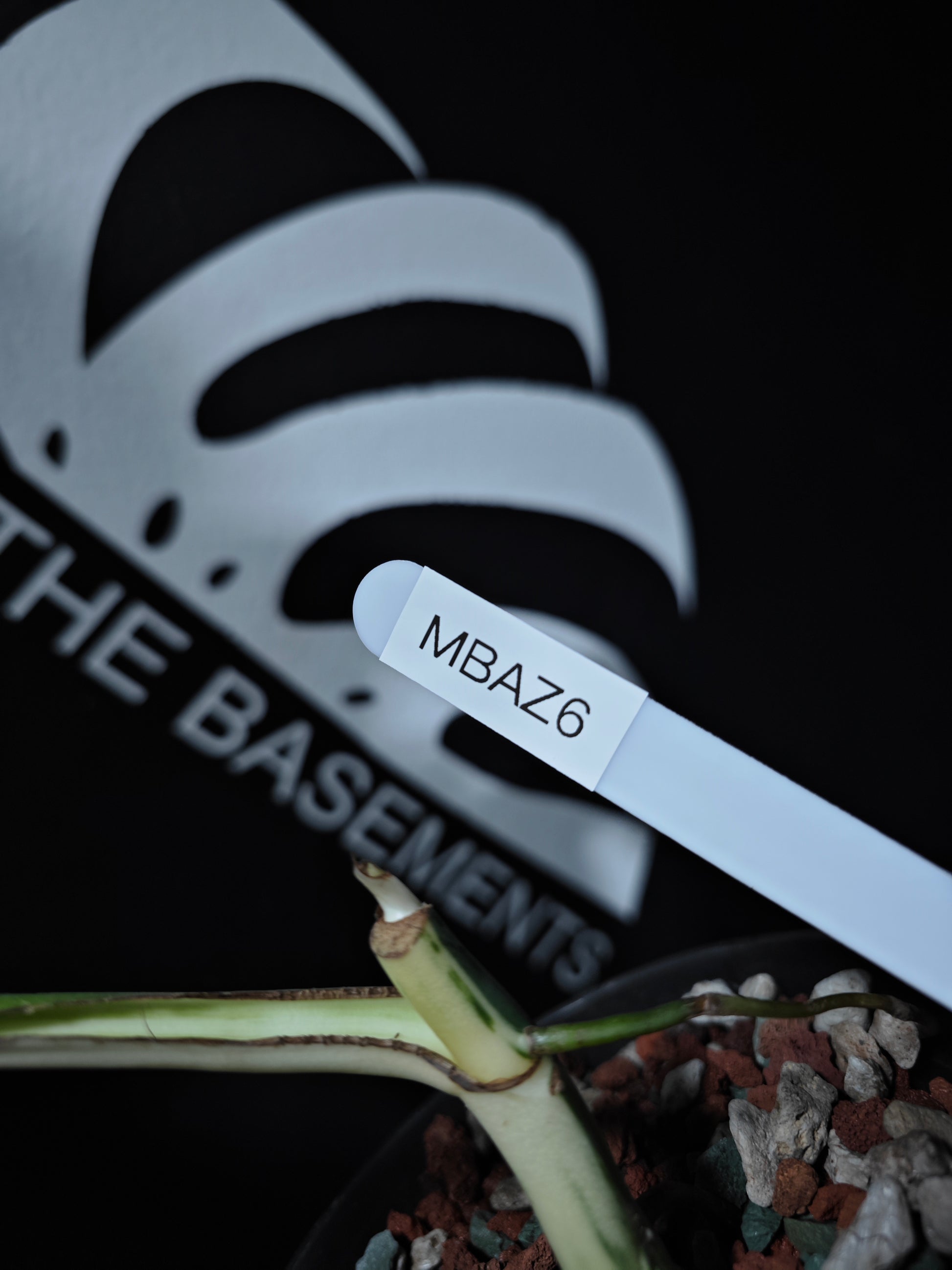 Monstera Borsigiana Albo - thebasements.com