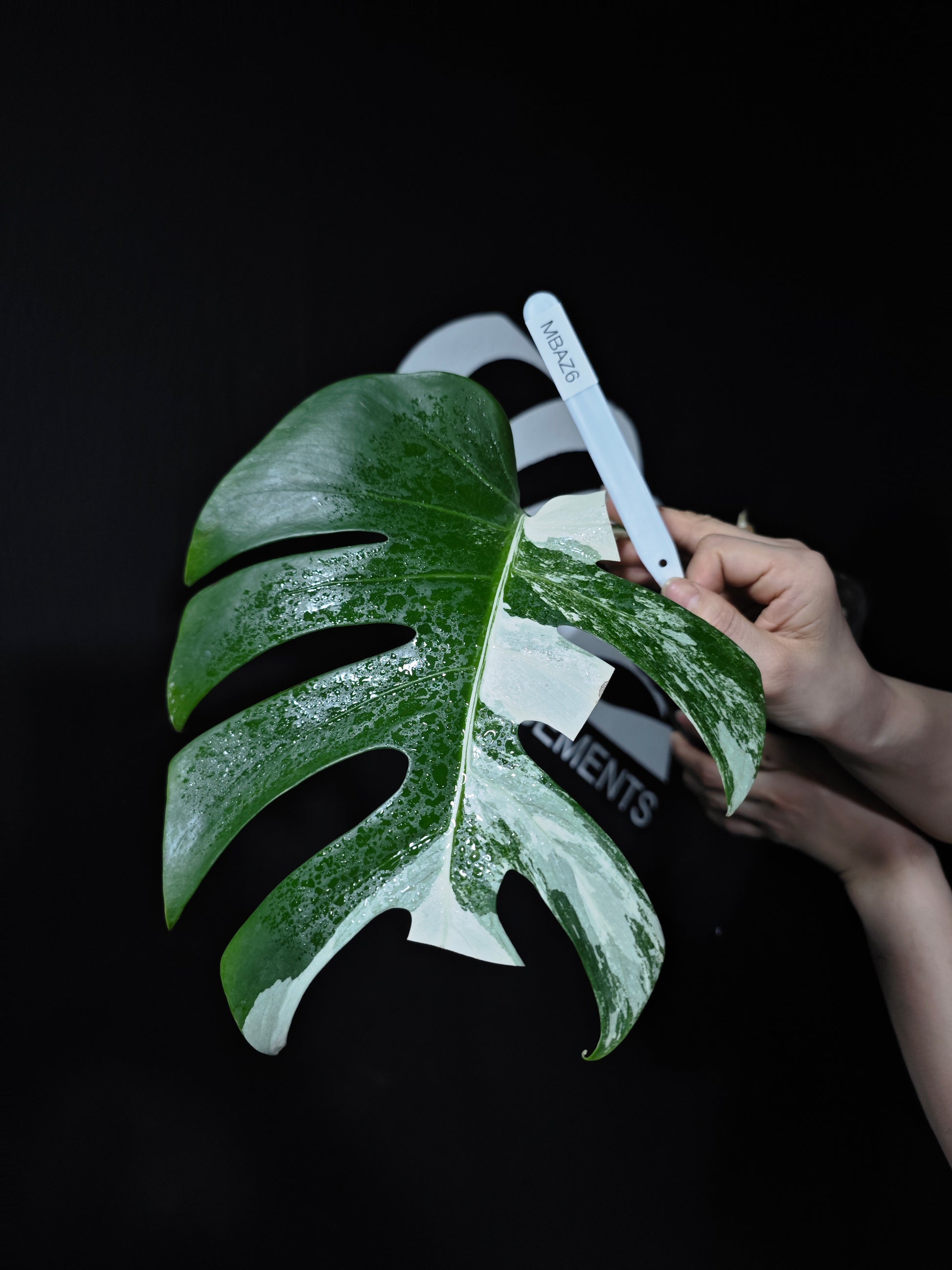 Monstera Borsigiana Albo - thebasements.com