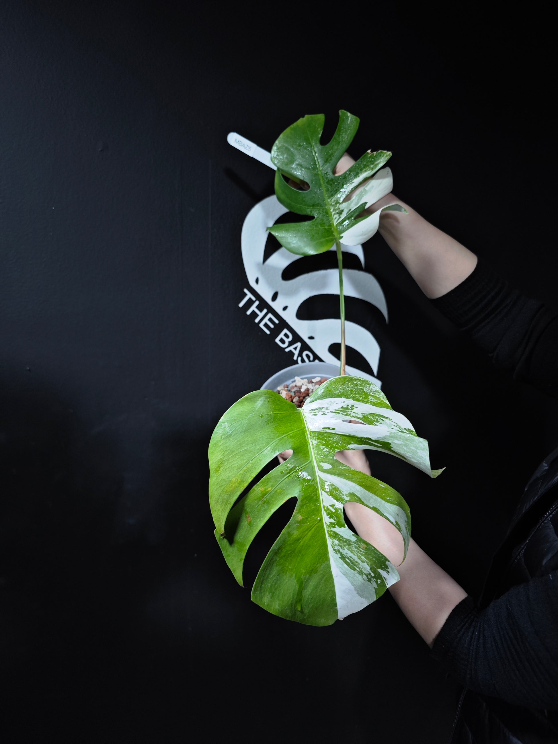Monstera Borsigiana Albo - thebasements.com