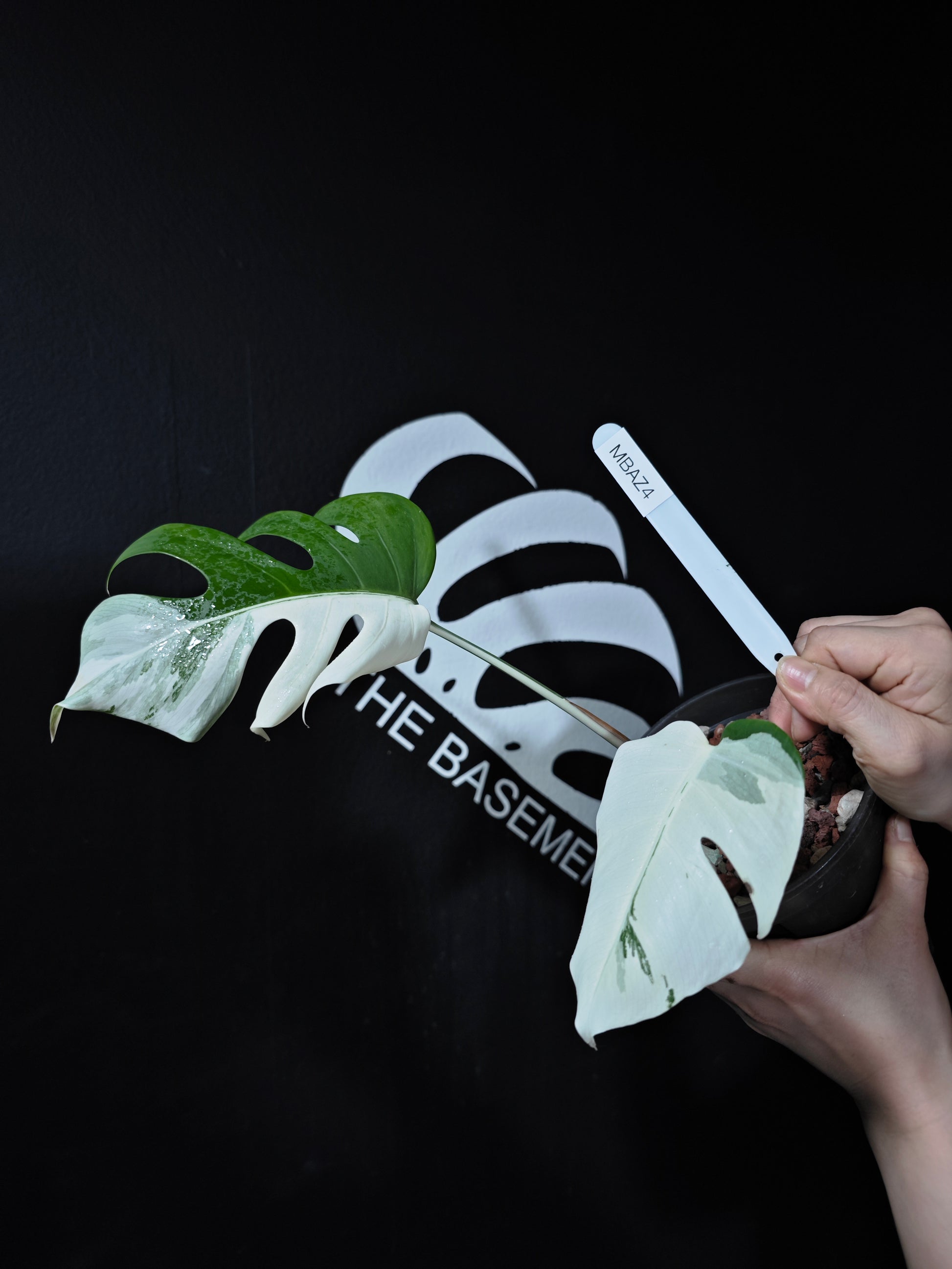 Monstera Borsigiana Albo - thebasements.com