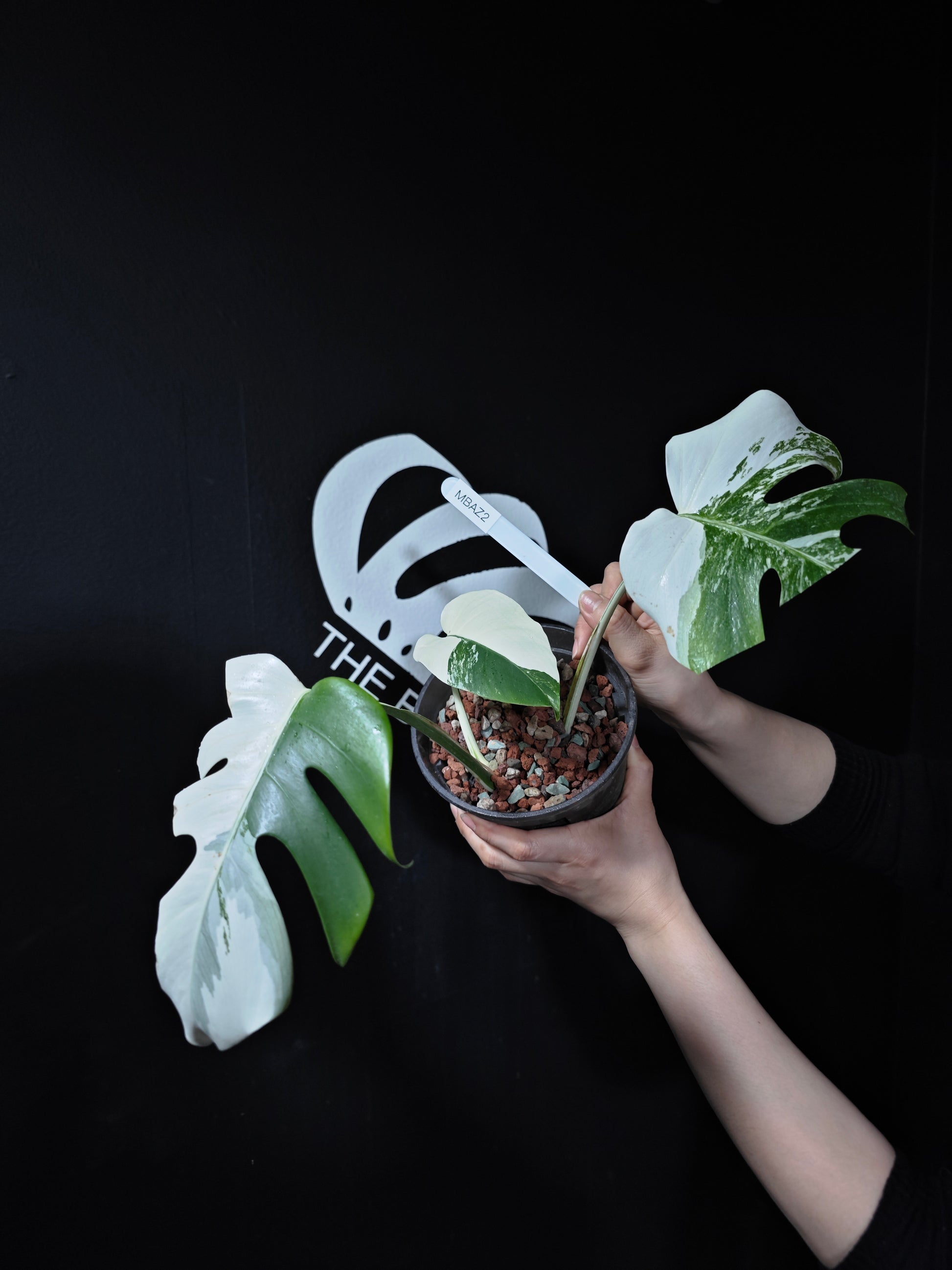 Monstera Borsigiana Albo - thebasements.com