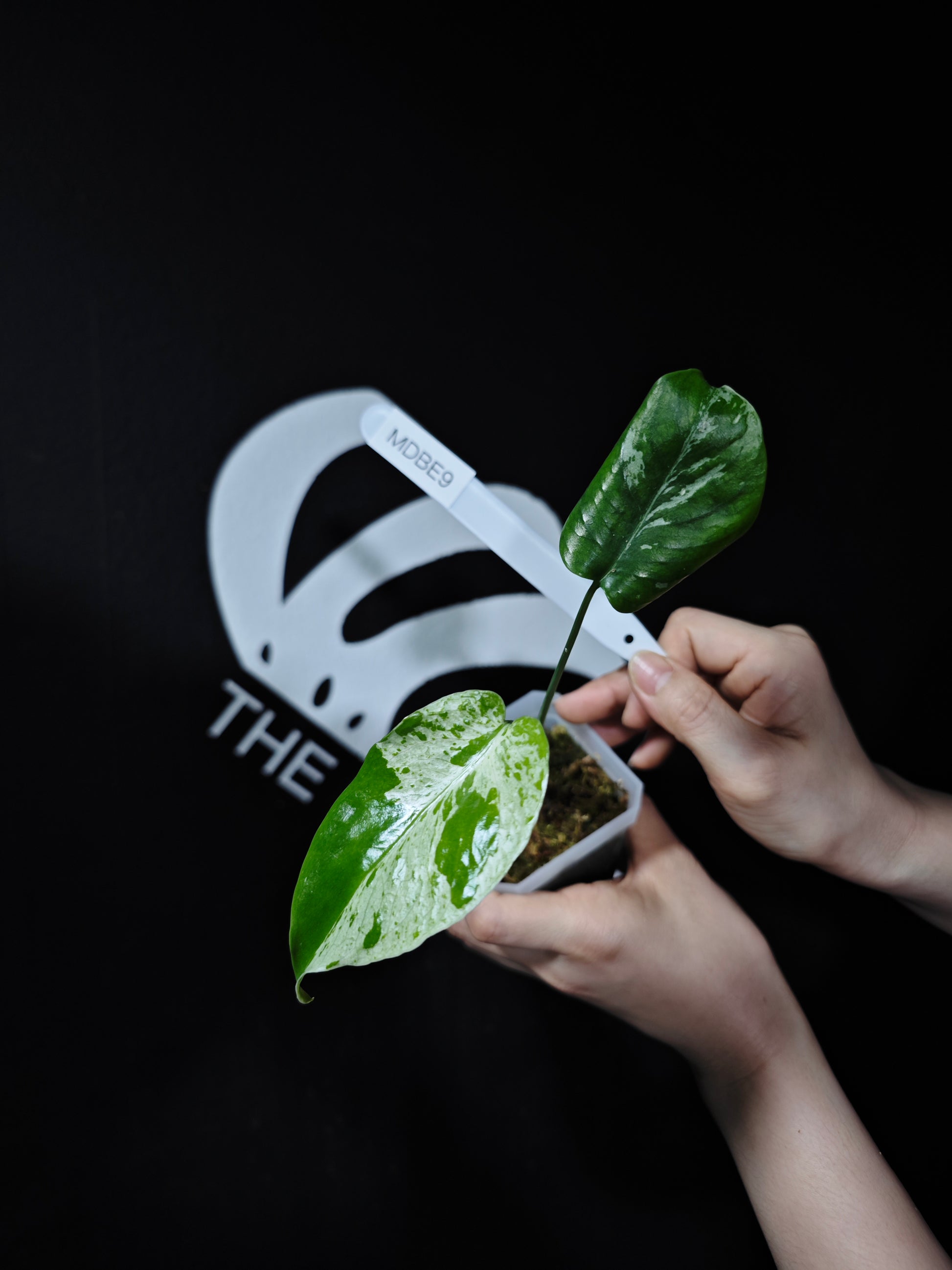 Monstera Deliciosa Bulbasaur - thebasements.com