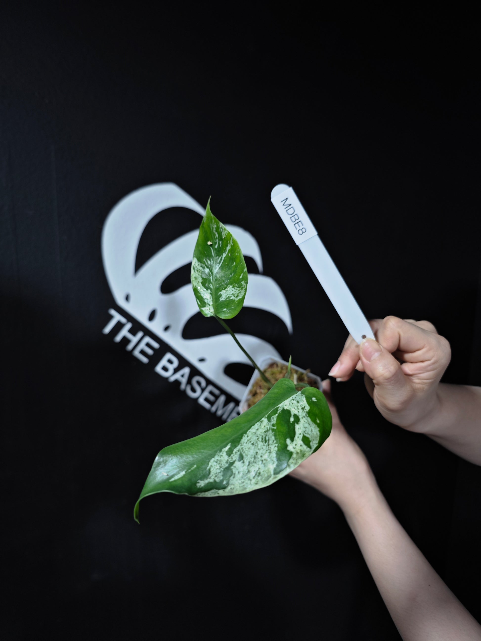 Monstera Deliciosa Bulbasaur - thebasements.com