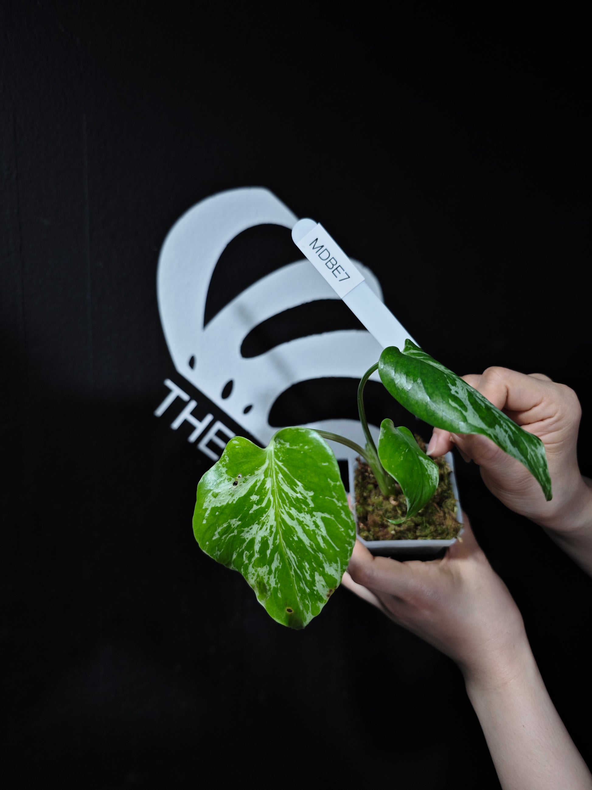 Monstera Deliciosa Bulbasaur - thebasements.com