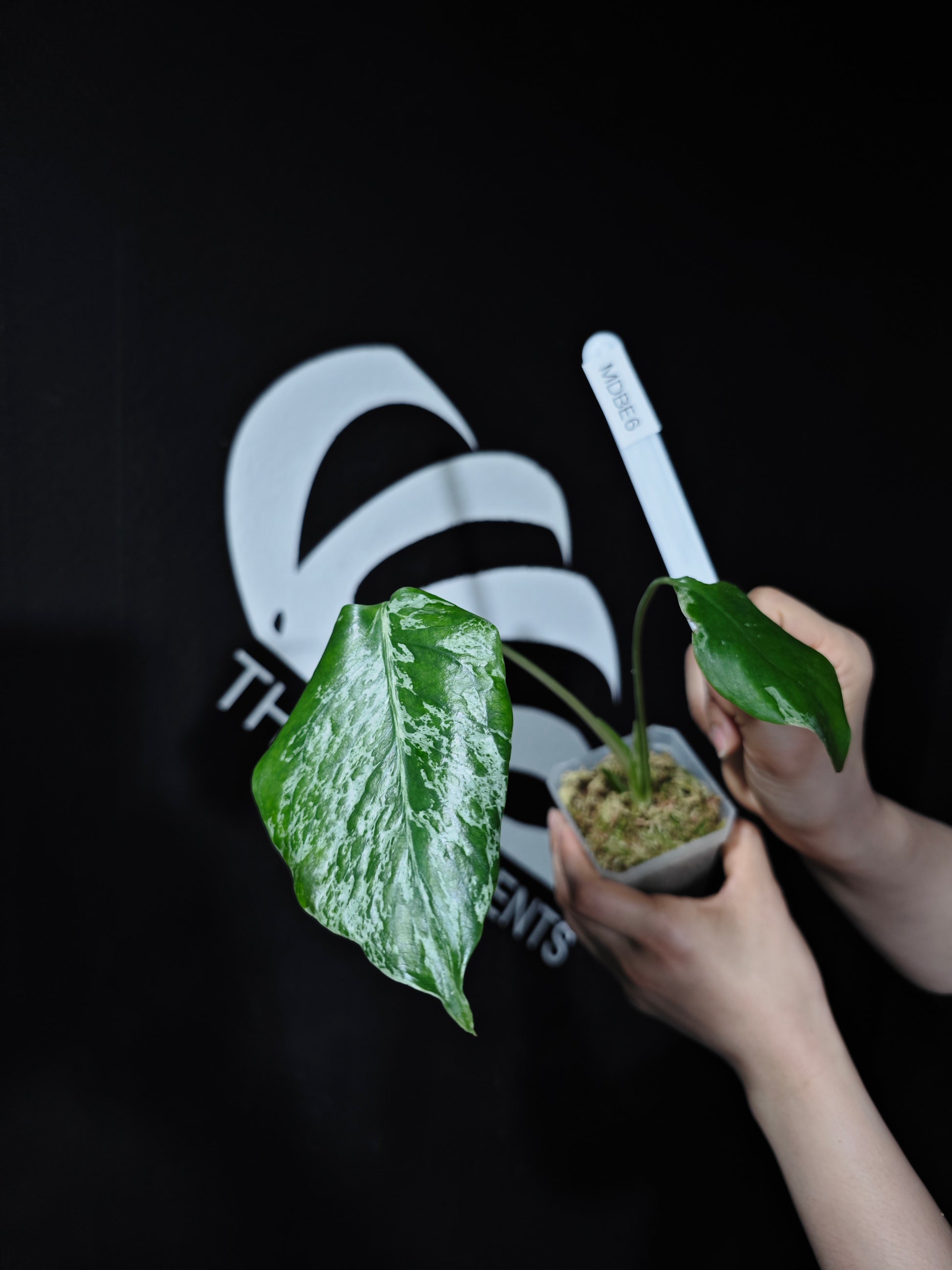 Monstera Deliciosa Bulbasaur - thebasements.com