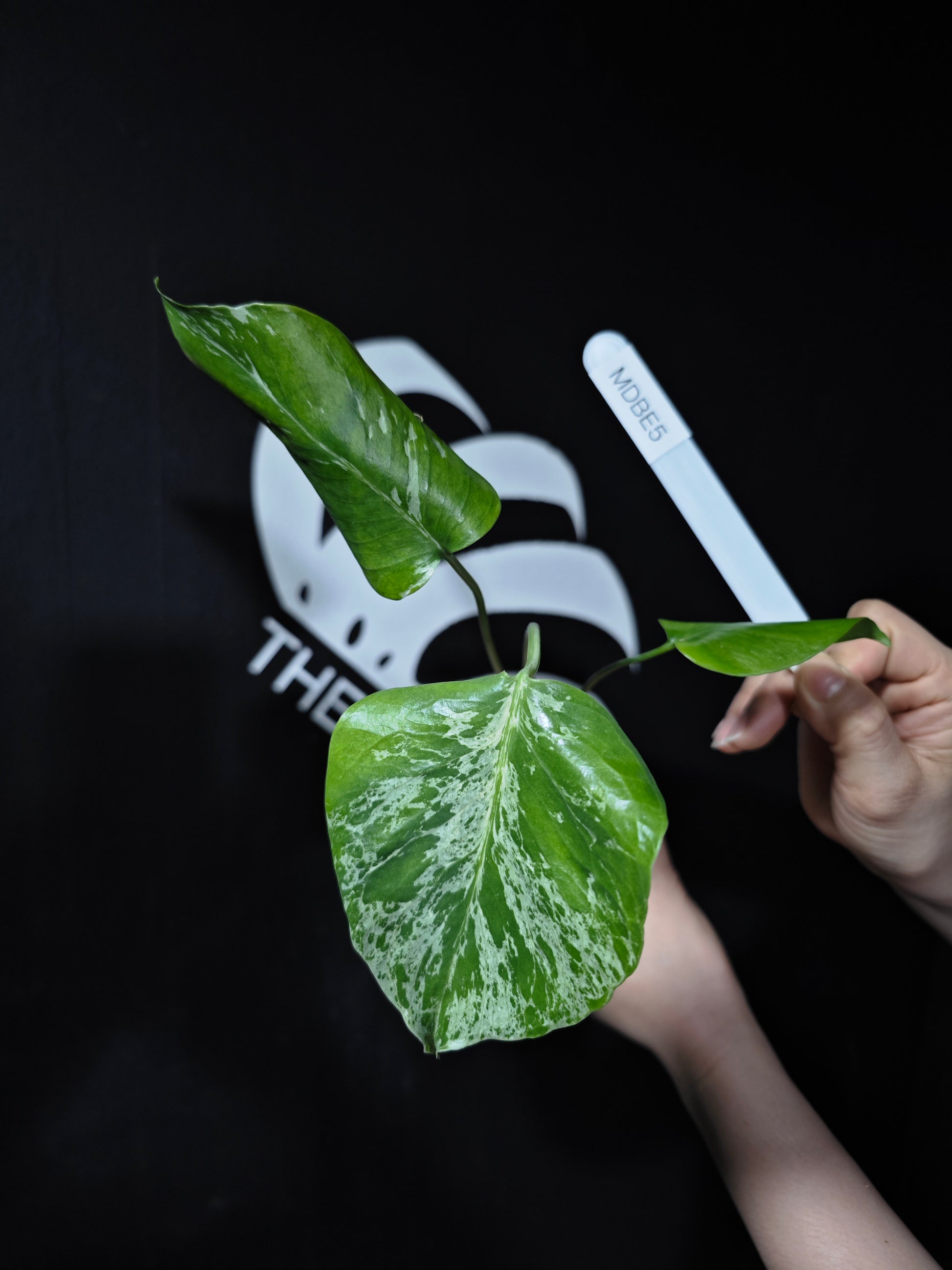 Monstera Deliciosa Bulbasaur - thebasements.com