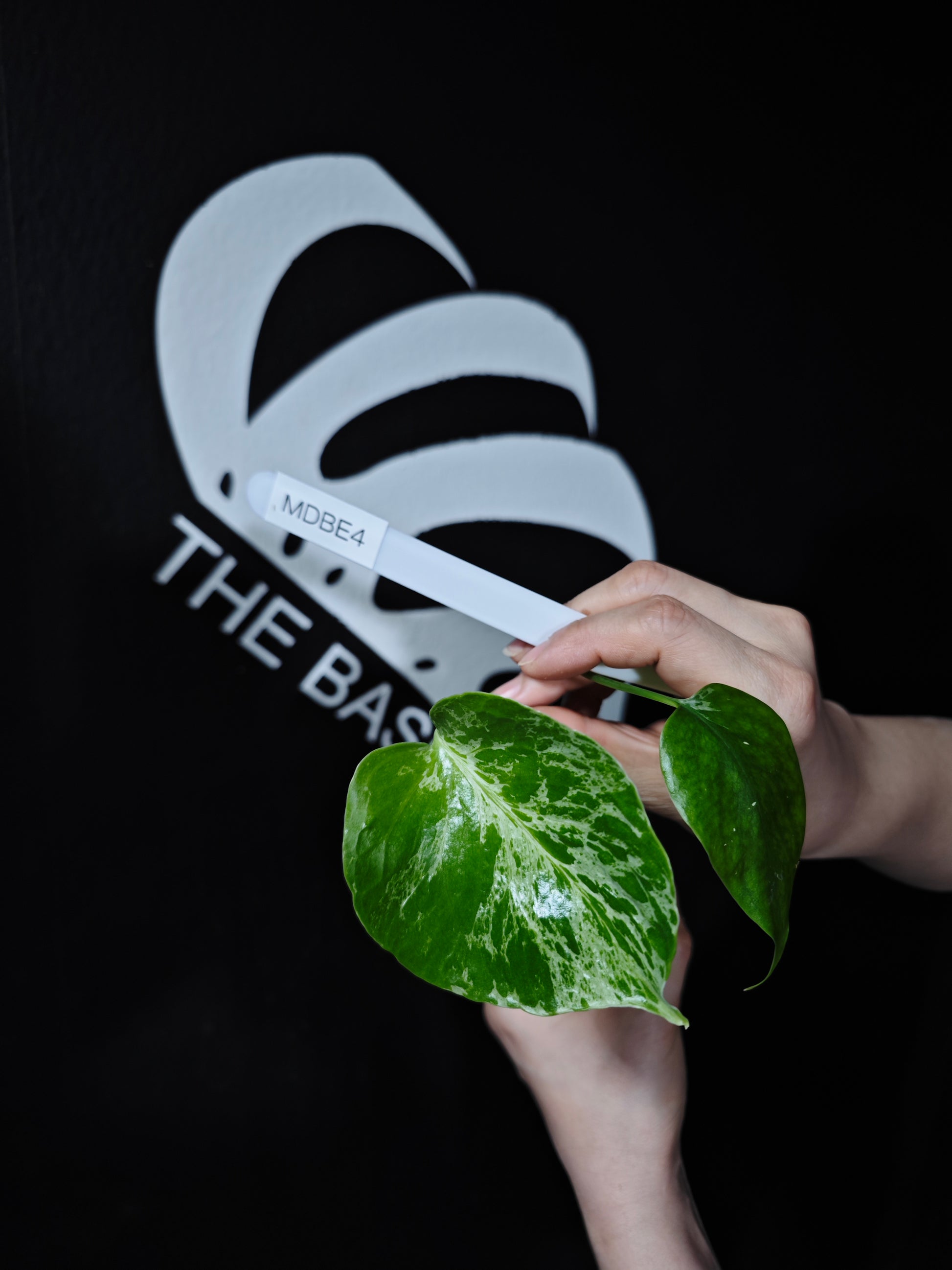 Monstera Deliciosa Bulbasaur - thebasements.com