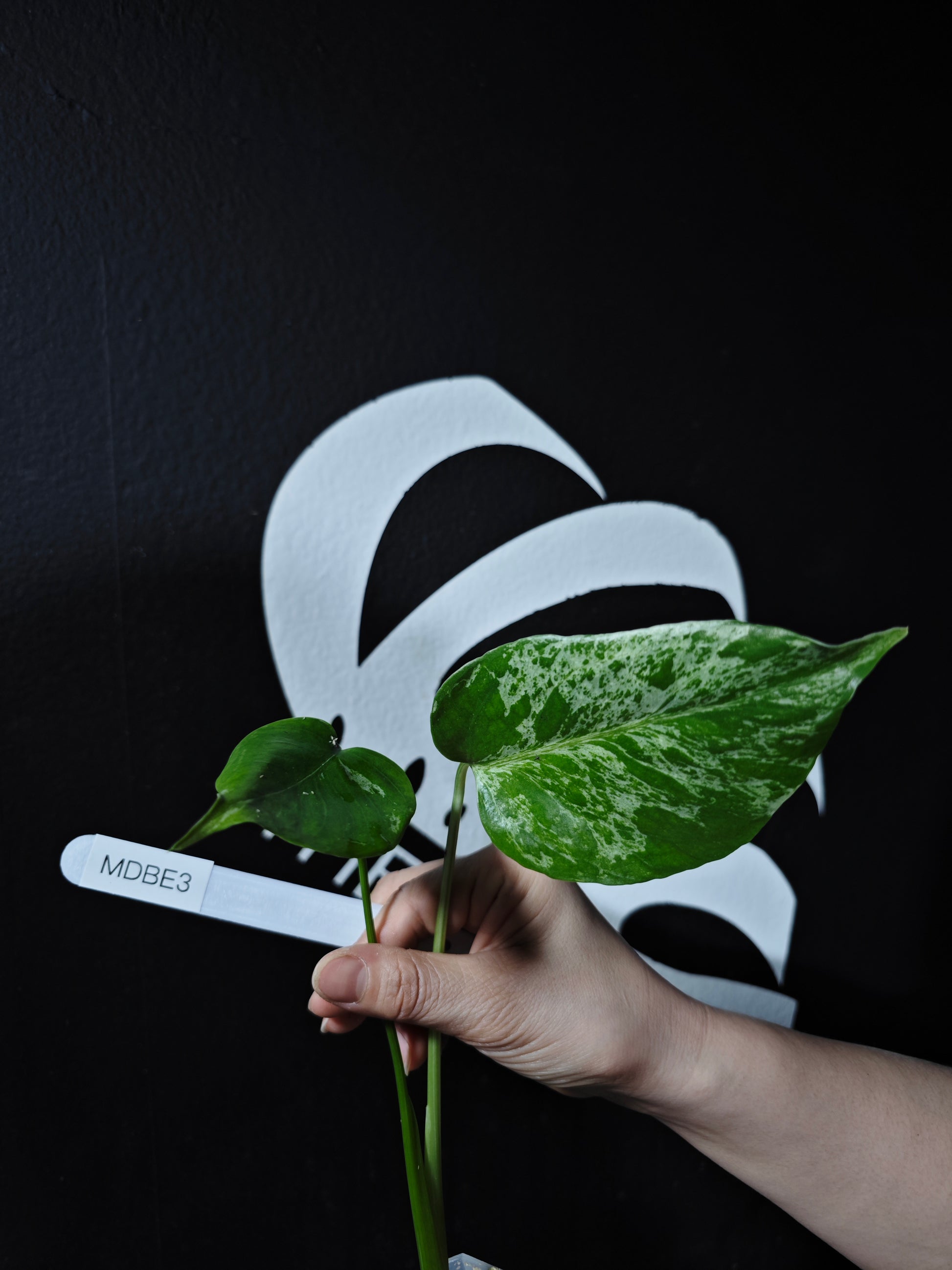 Monstera Deliciosa Bulbasaur - thebasements.com