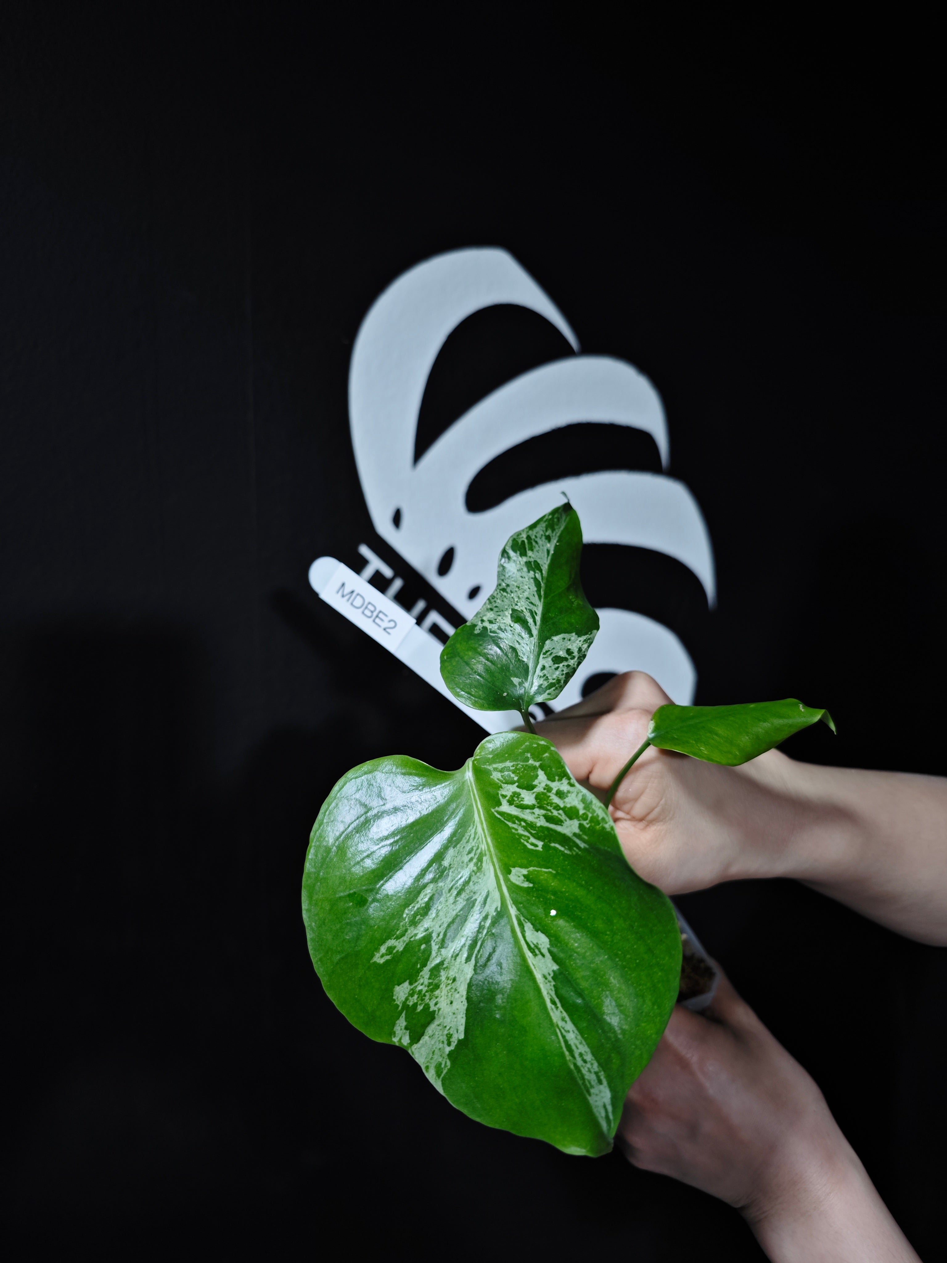 Monstera Deliciosa Bulbasaur - thebasements.com