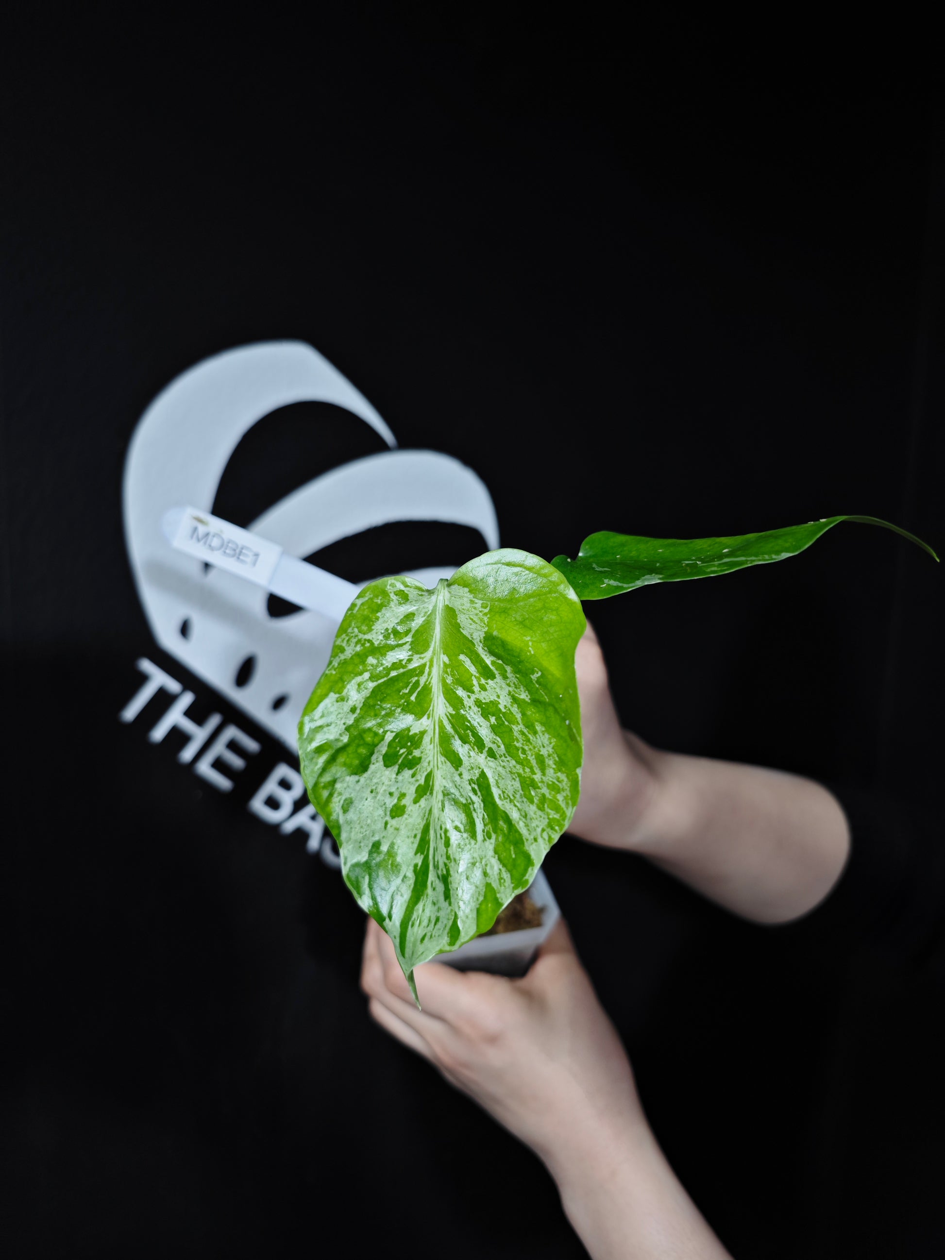 Monstera Deliciosa Bulbasaur - thebasements.com