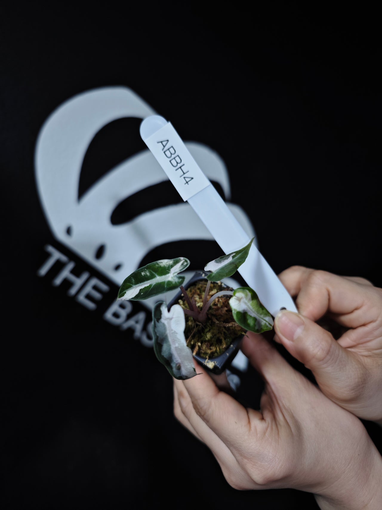 Alocasia Bambino High Variegated TC - thebasements.us