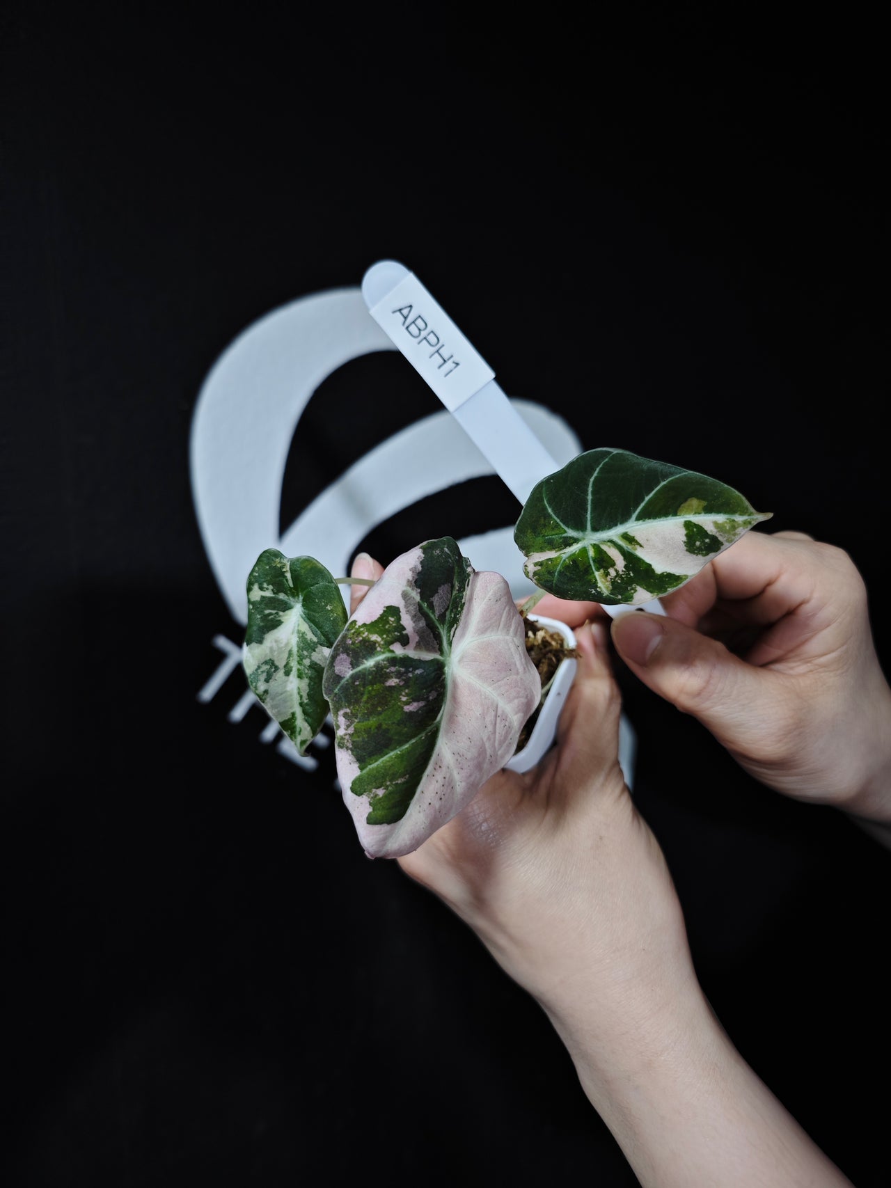 Alocasia Black Velvet Ablo Pink Variegation - thebasements.us