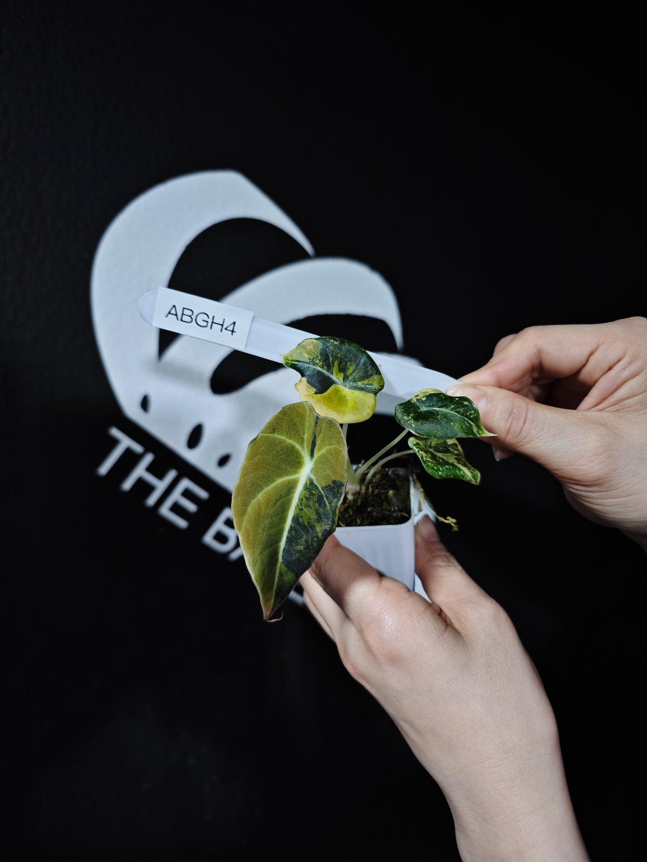 Alocasia Black Velvet Aurea Variegated - thebasements.com