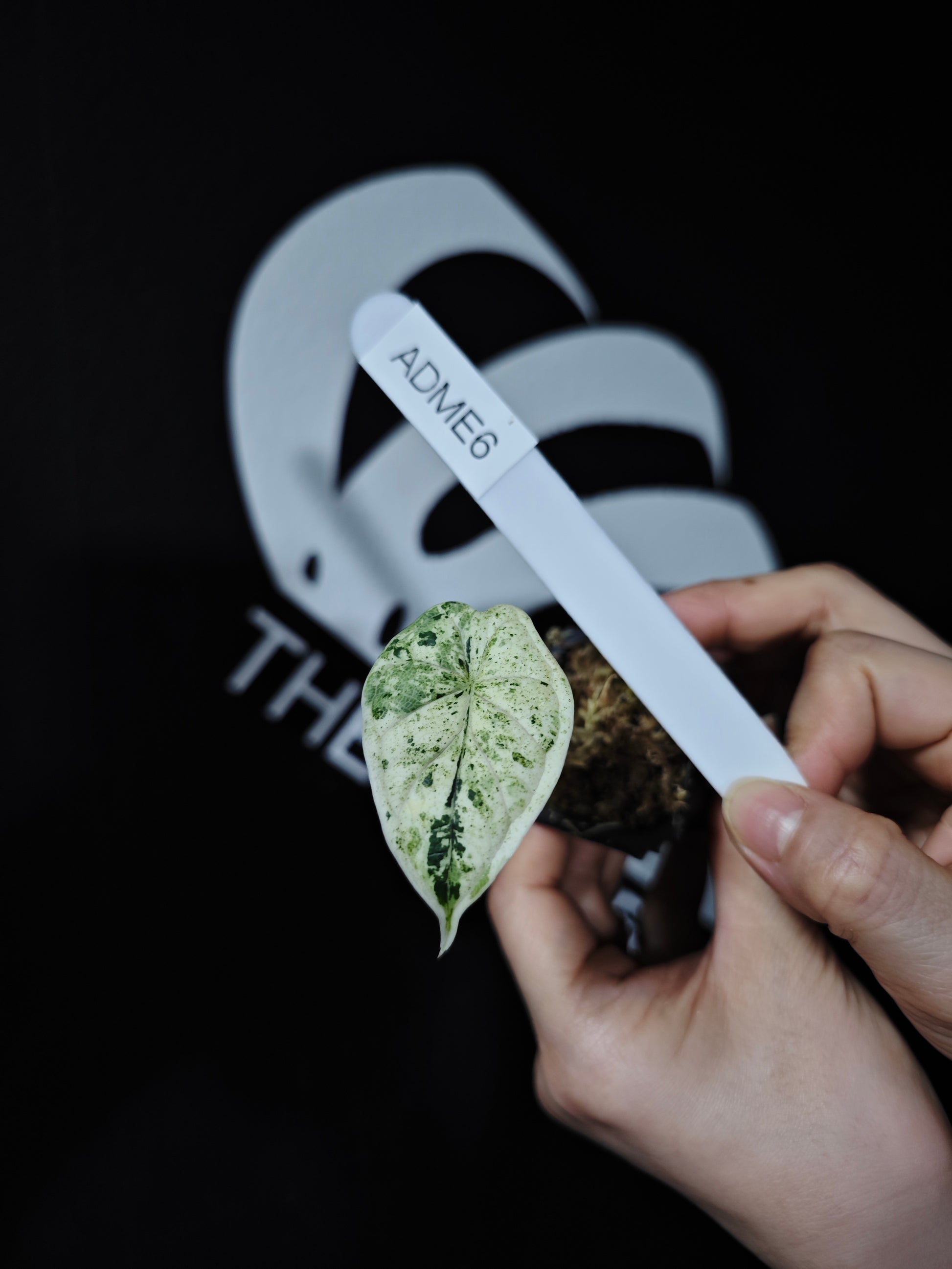 Alocasia Dragon Scale Mint - thebasements.com