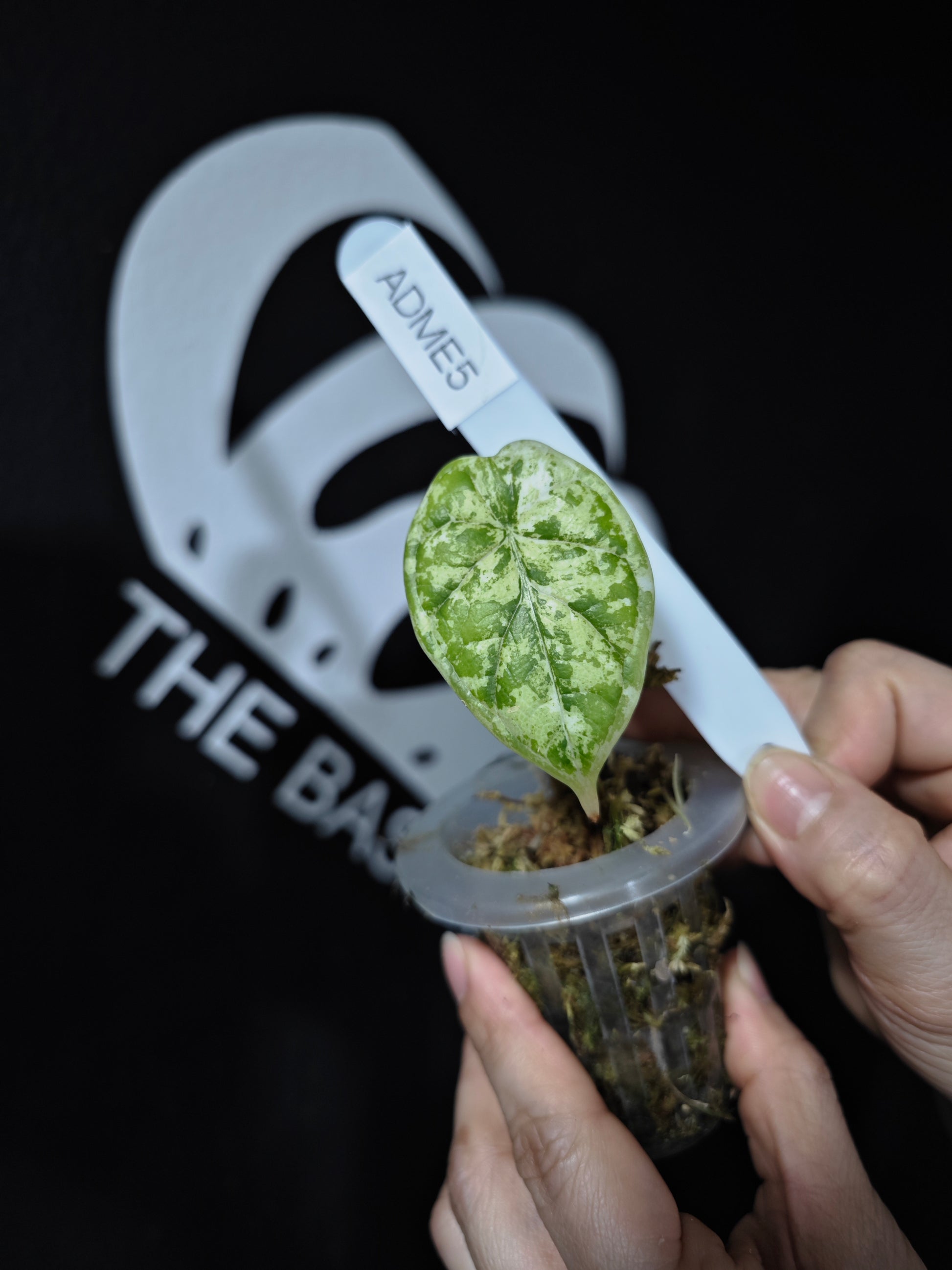 Alocasia Dragon Scale Mint - thebasements.com