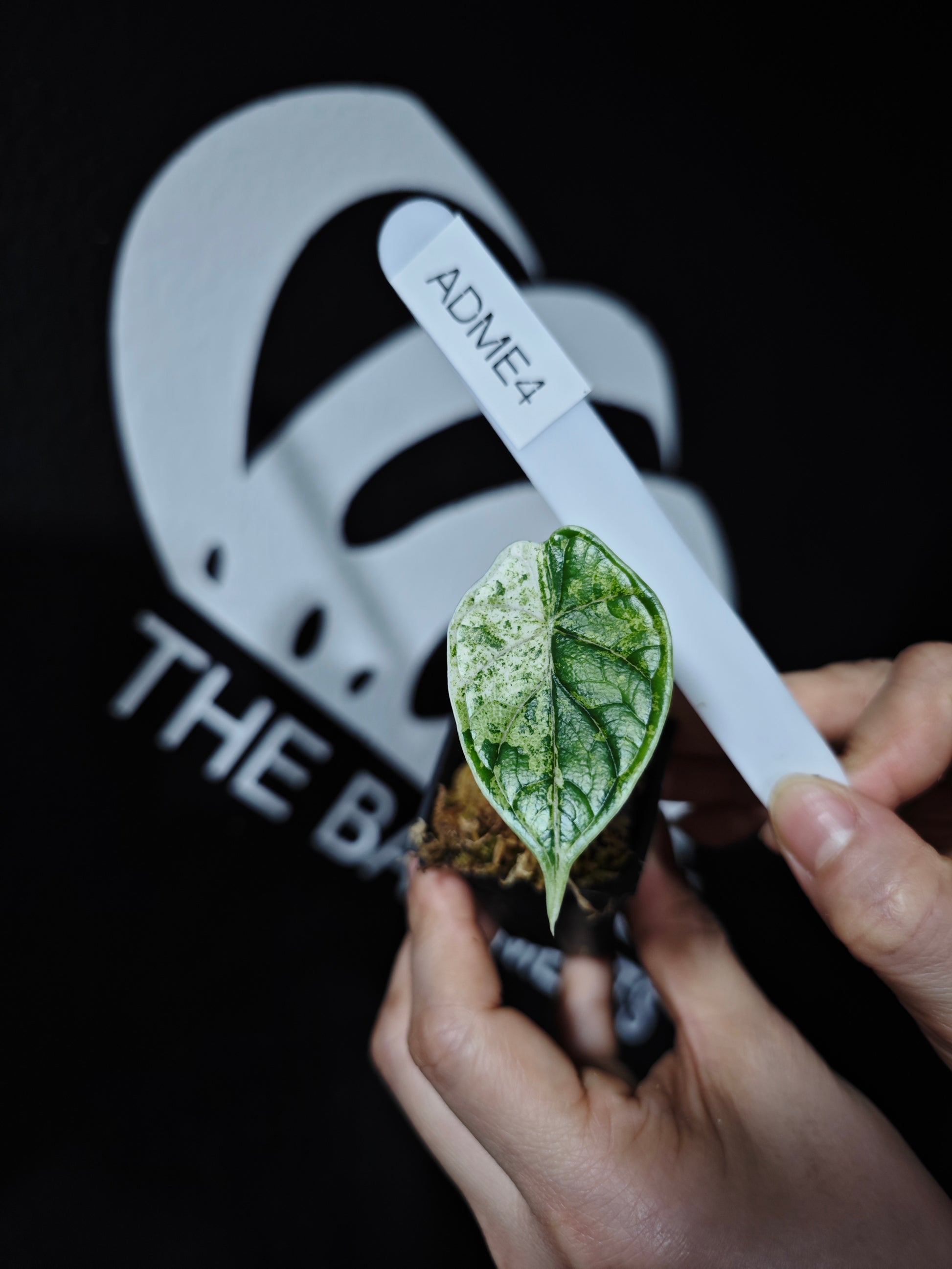 Alocasia Dragon Scale Mint - thebasements.com