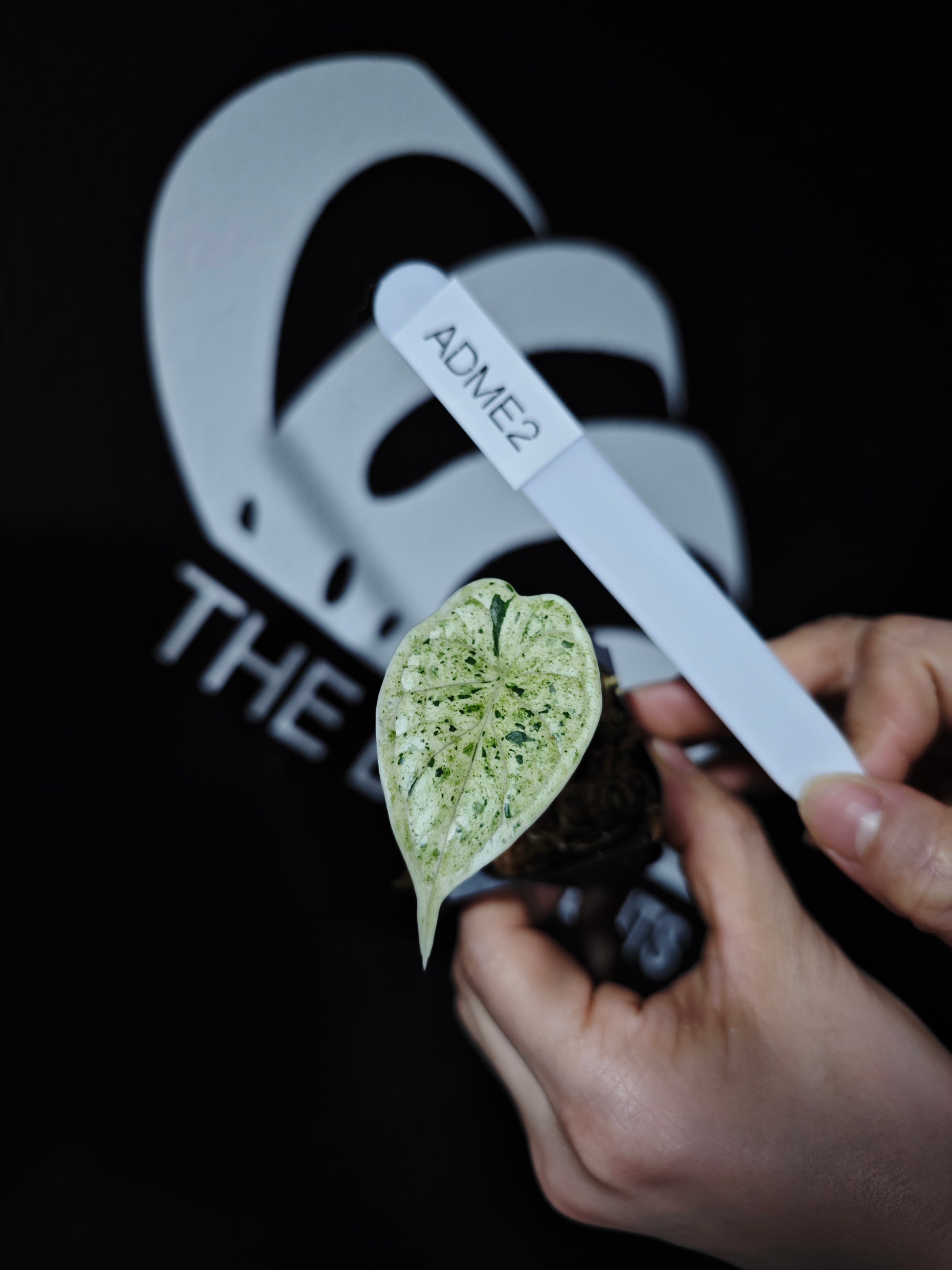 Alocasia Dragon Scale Mint - thebasements.com